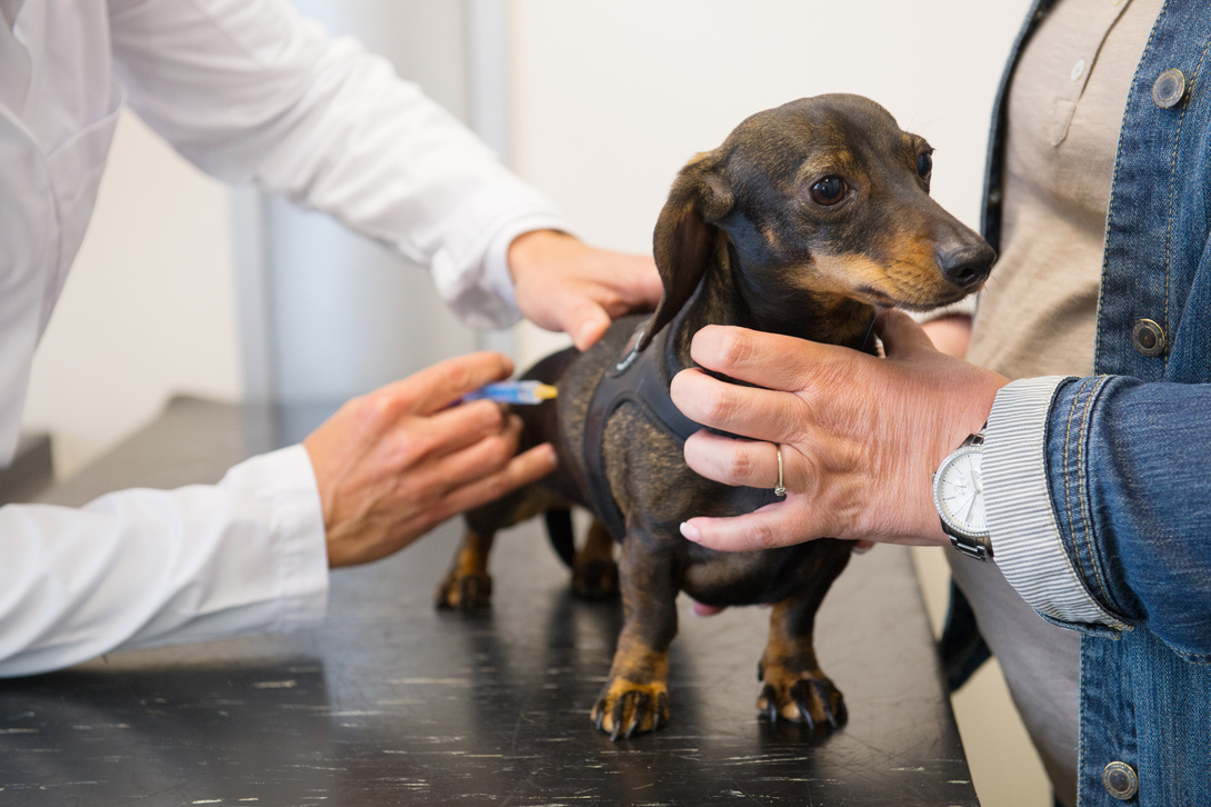 Diabetes bei Hunden | Tierische Tipps von DAS