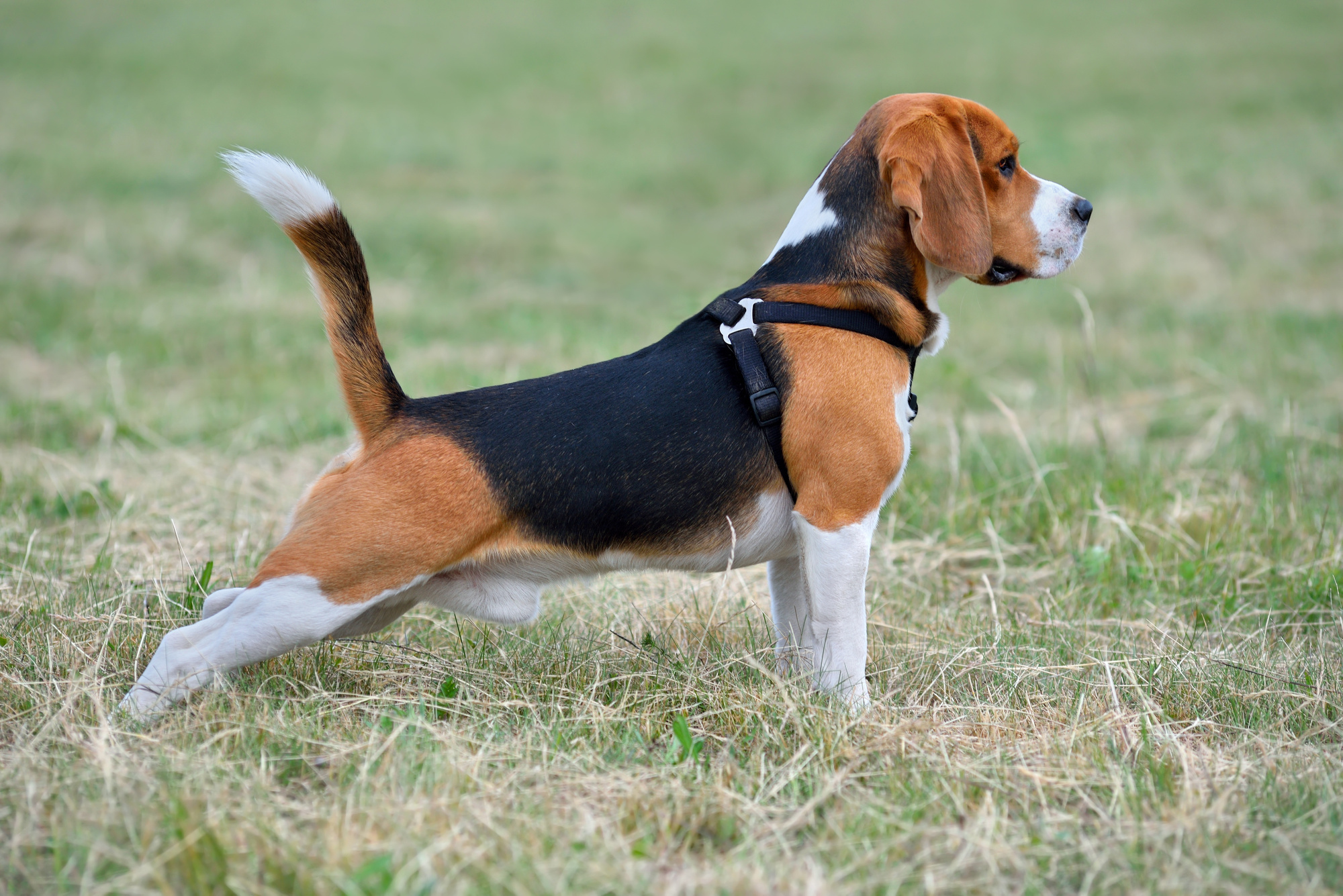 Beagle – | FUTTERHAUS