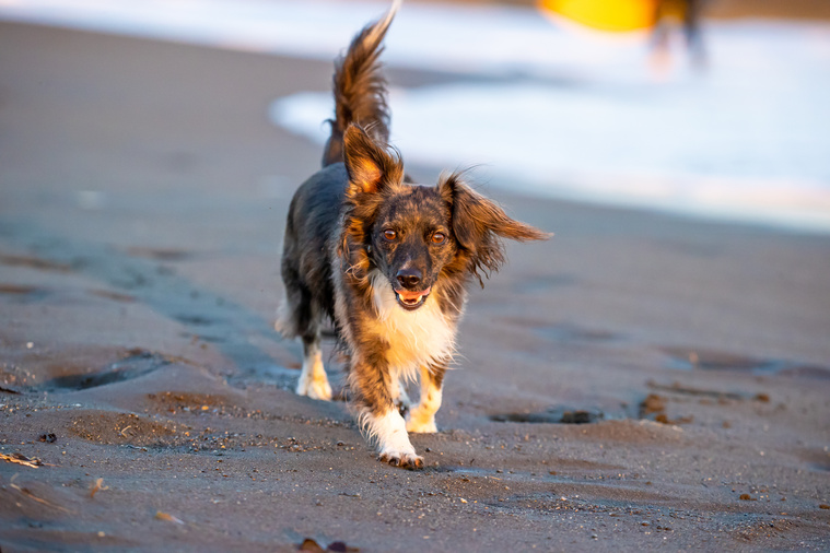 Hund läuft am Strand