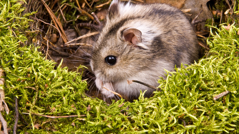 Hamsterhaltung: Tipps zur Haltung & Pflege Ihres kleinen Nagers