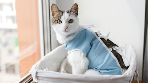 Kastration Ihrer Katze – Vor- & Nachteile, Nachsorge und Kosten