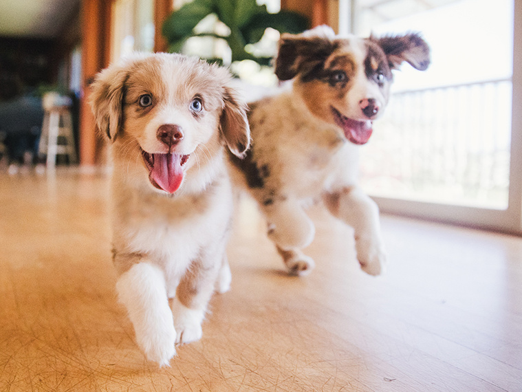 100 beliebte Hundenamen & 7 zur Tipps Namenswahl