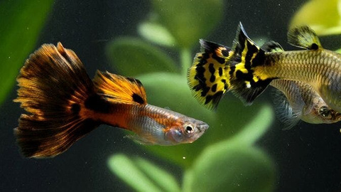 12 Süßwasserfische für Ihr Aquarium inkl. Tipps zur Haltung