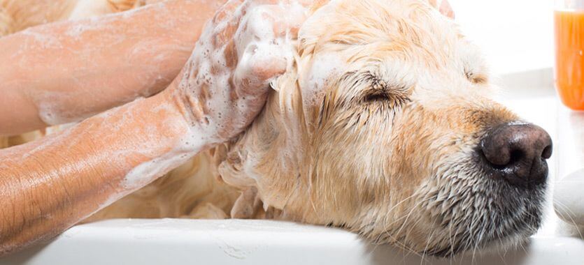 Hilfe Hund stinkt Tierische Tipps