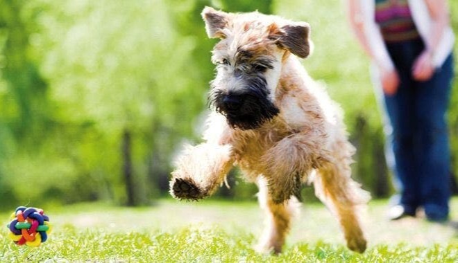 Spielvorschläge für Ihren Hund