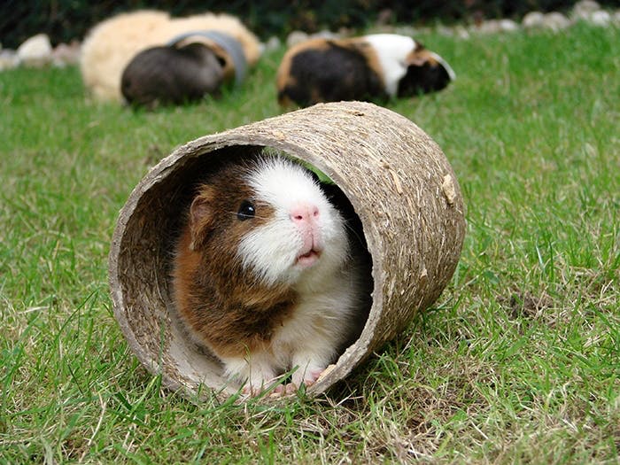 Beschäftigung für Meerschweinchen