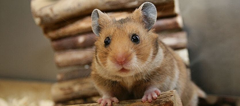 Das Laufrad für Hamster