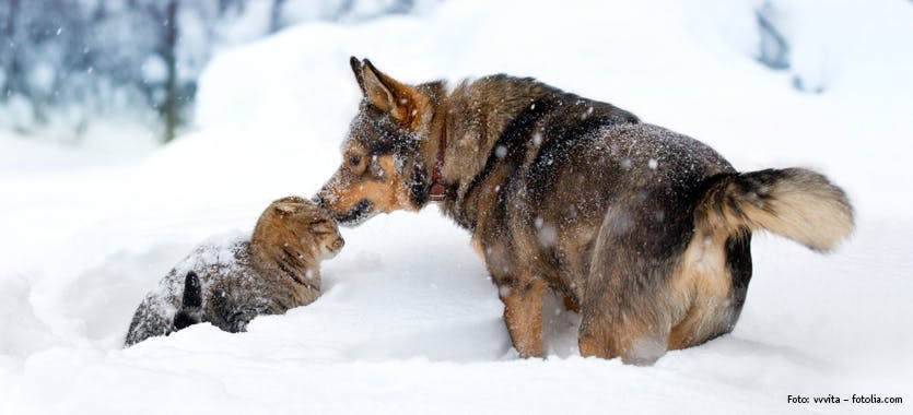 Tipps_für_Hunde-_&_Katzenbesitzer_in_der_kalten_Jahreszeit