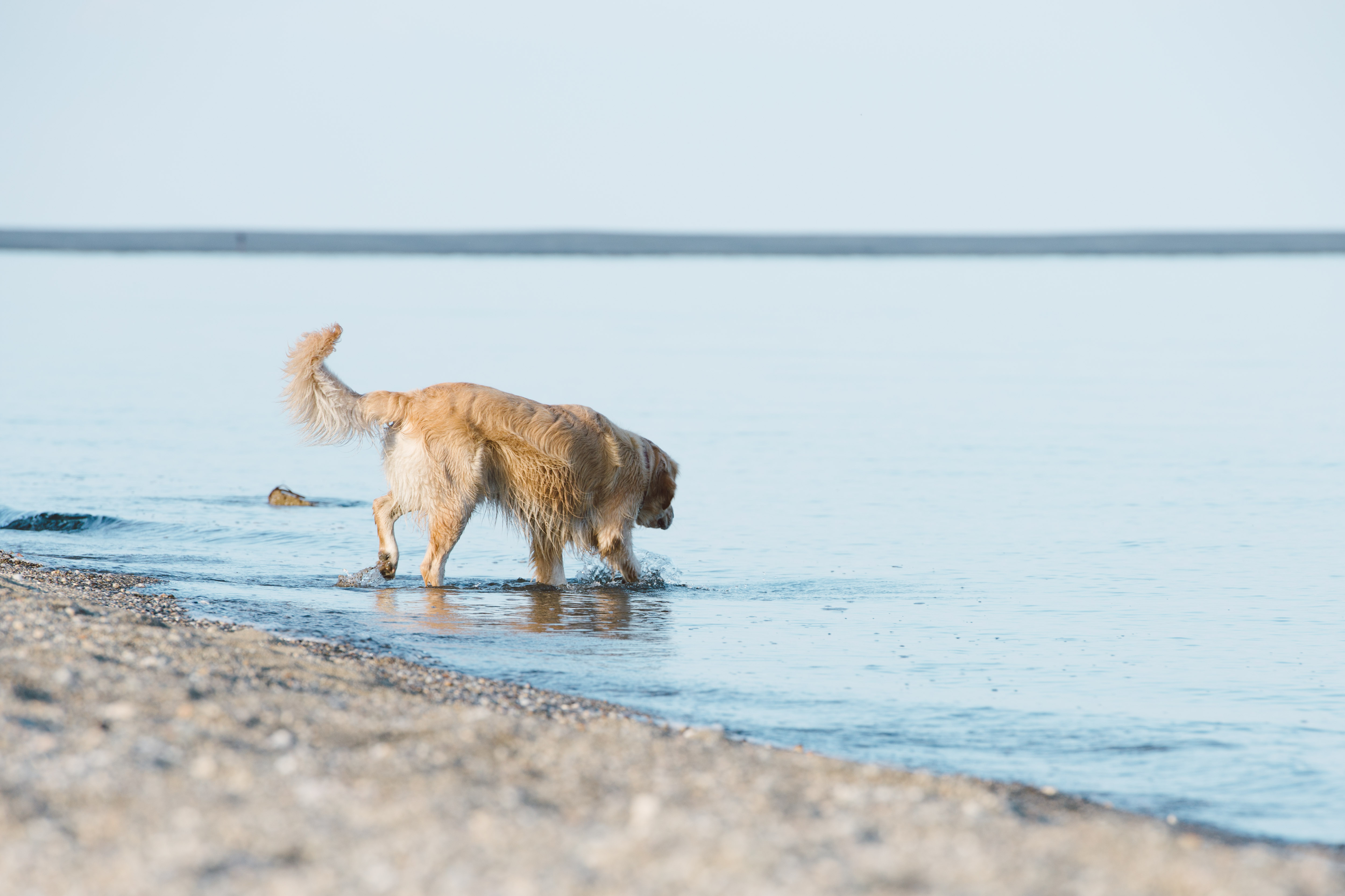 mittelmeerkrankheiten hund