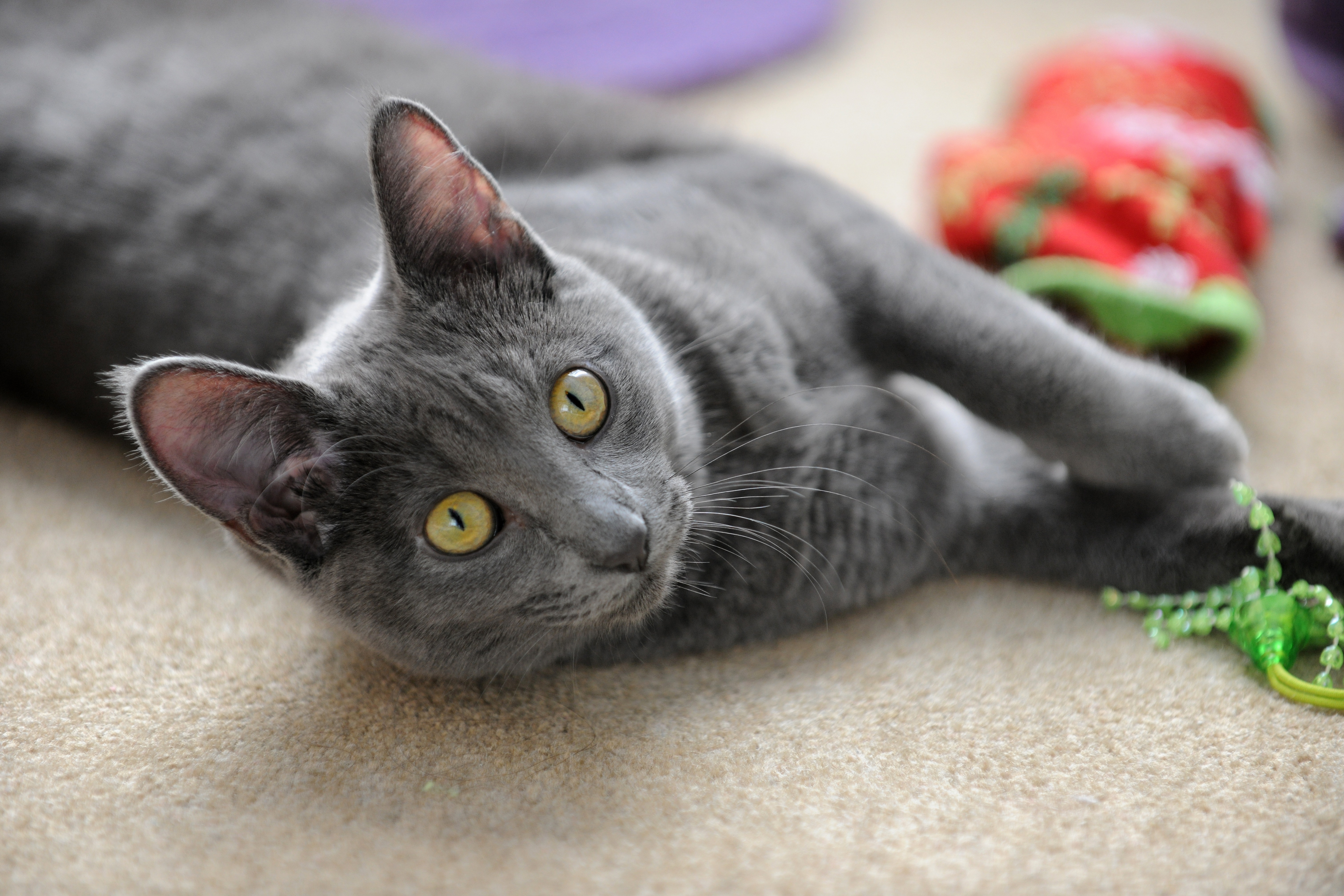 Eine Korat Katze liegt entspannt und spielt fröhlich mit einem Spielzeug.