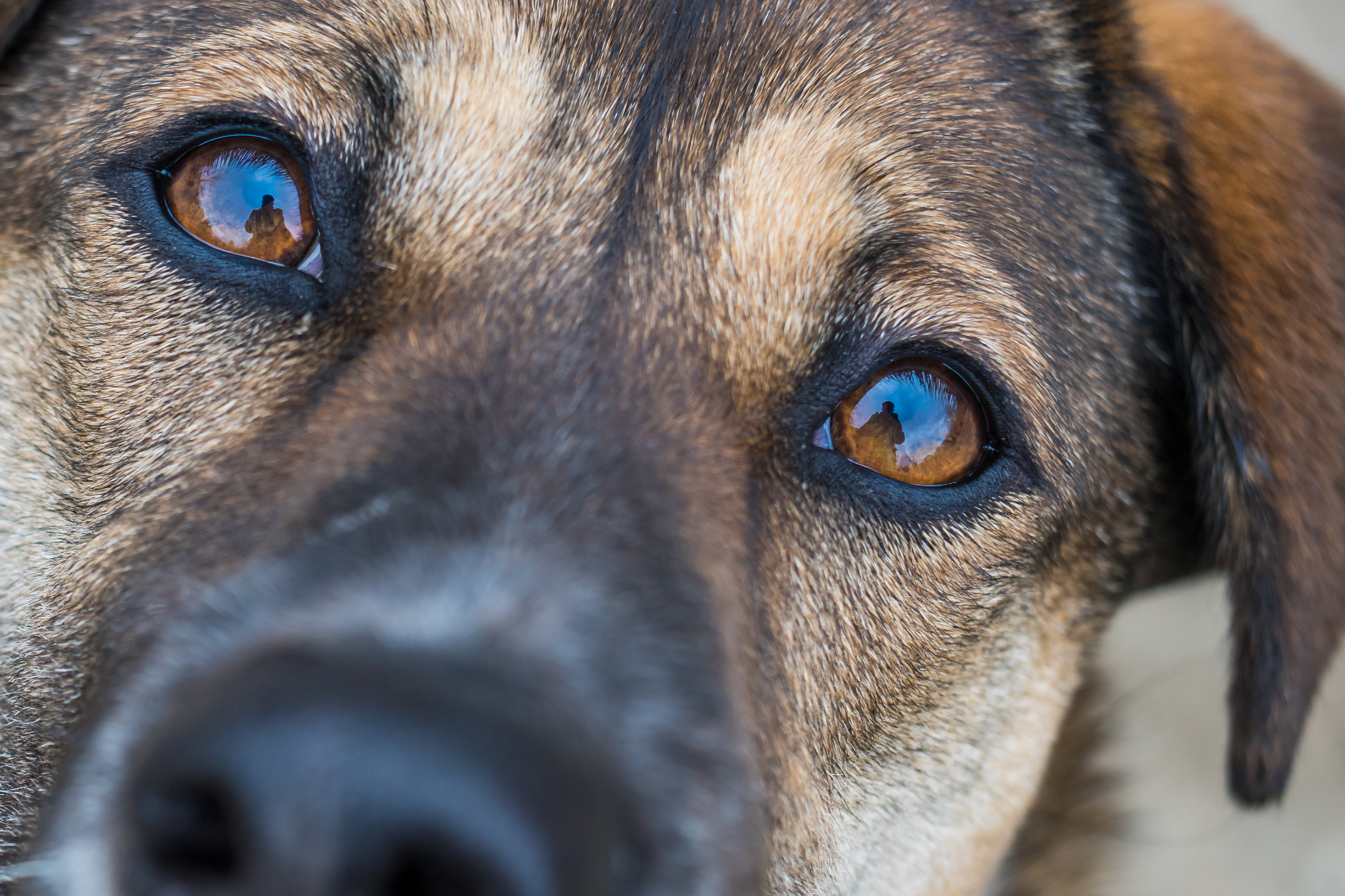 bindehautentzündung hund ansteckung