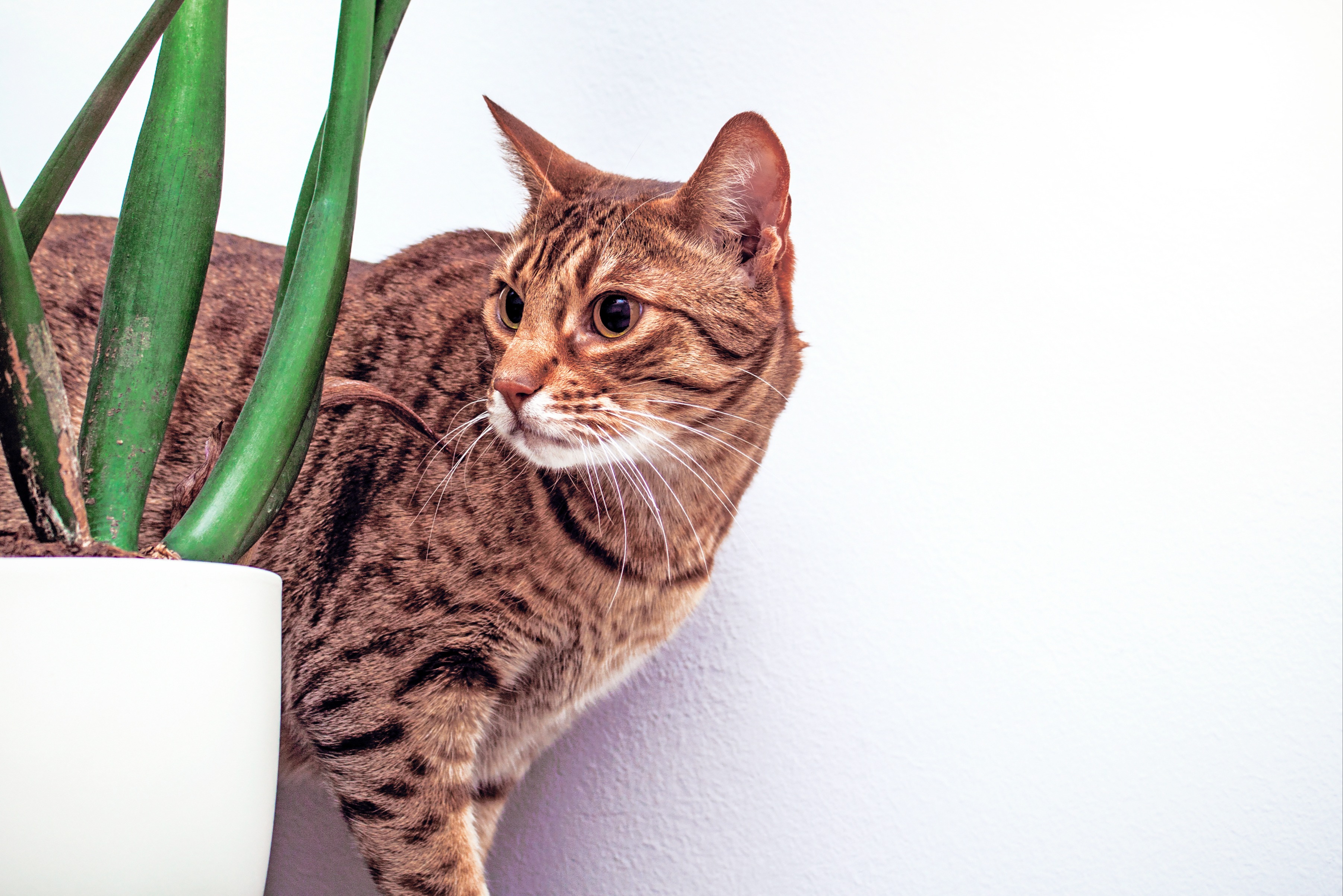 Eine Ocicat Katze steht neben einem Pflanztopf und schaut neugierig darauf.