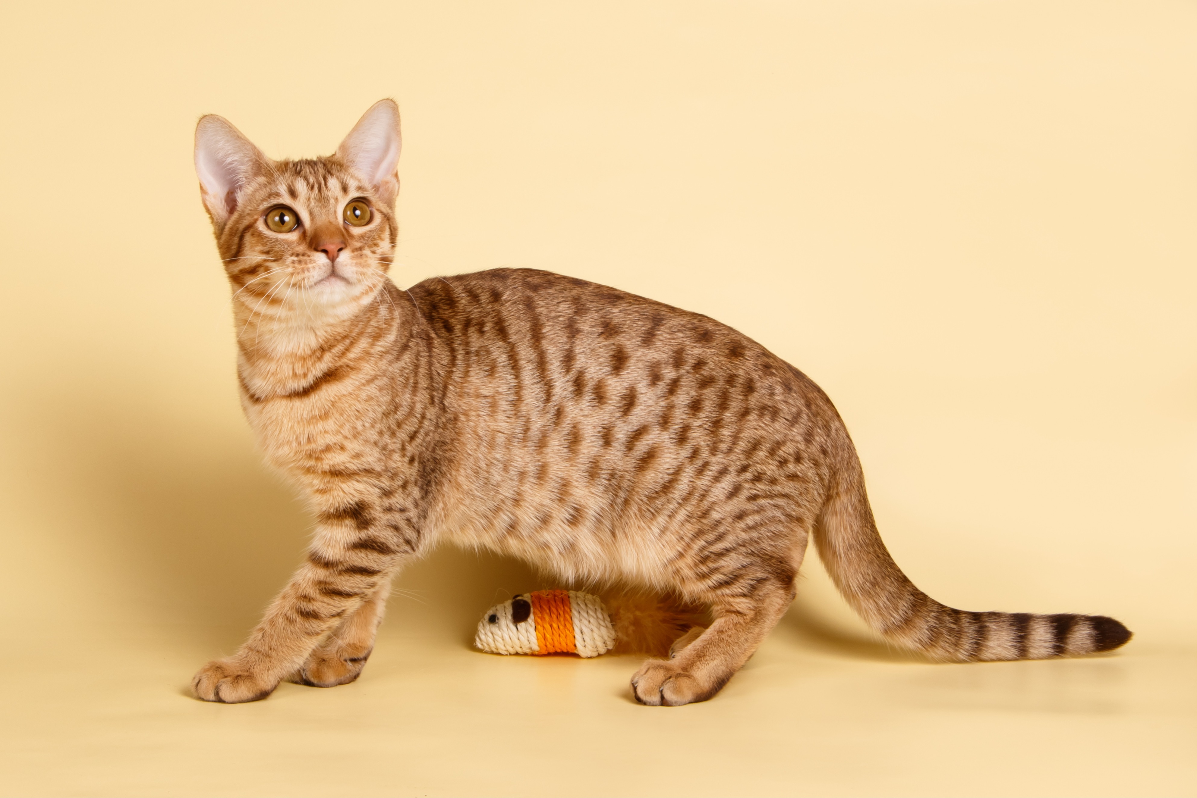 Eine Ocicat Katze steht aufrecht und schaut neugierig nach oben.