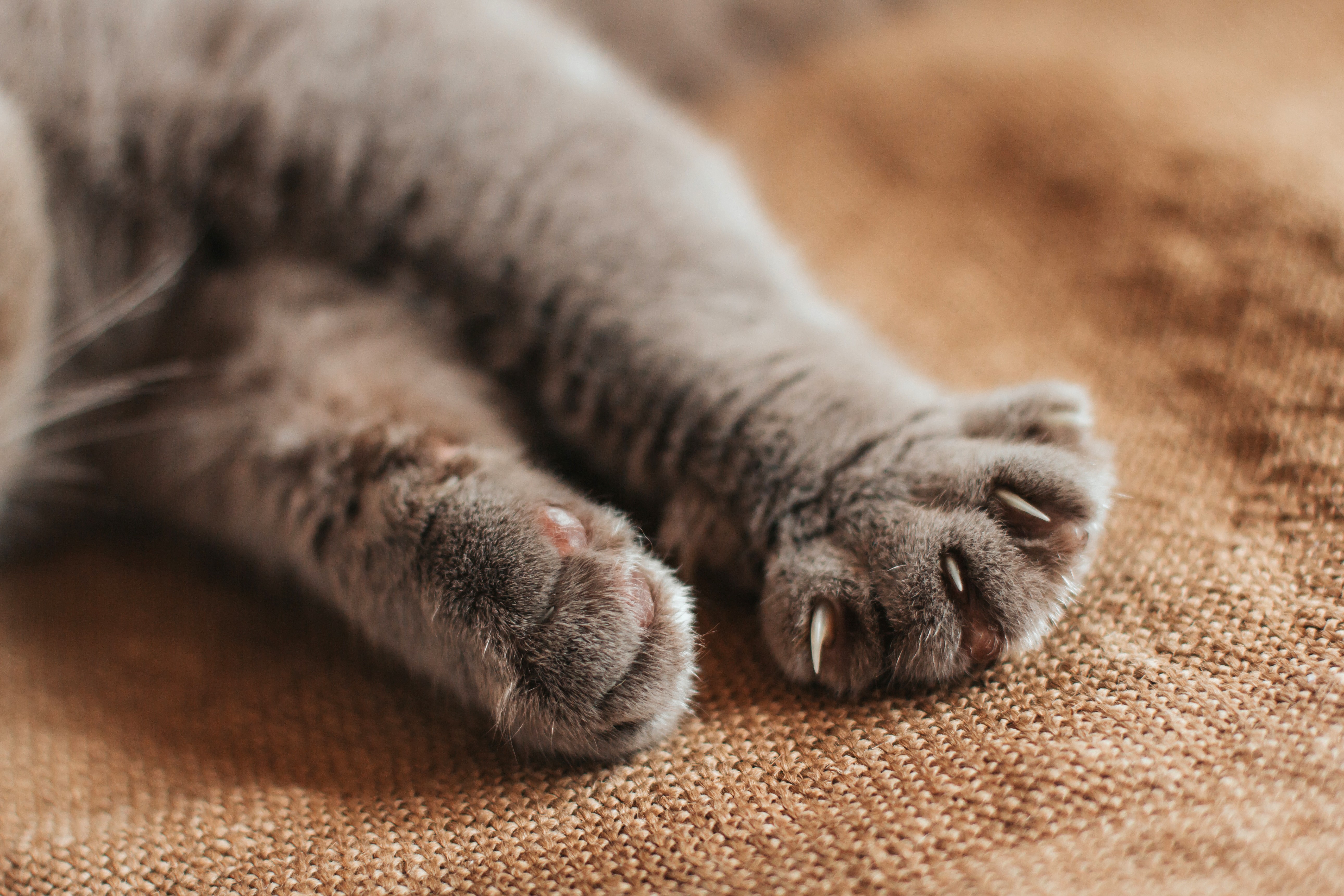 Pfotenpflege bei Katzen