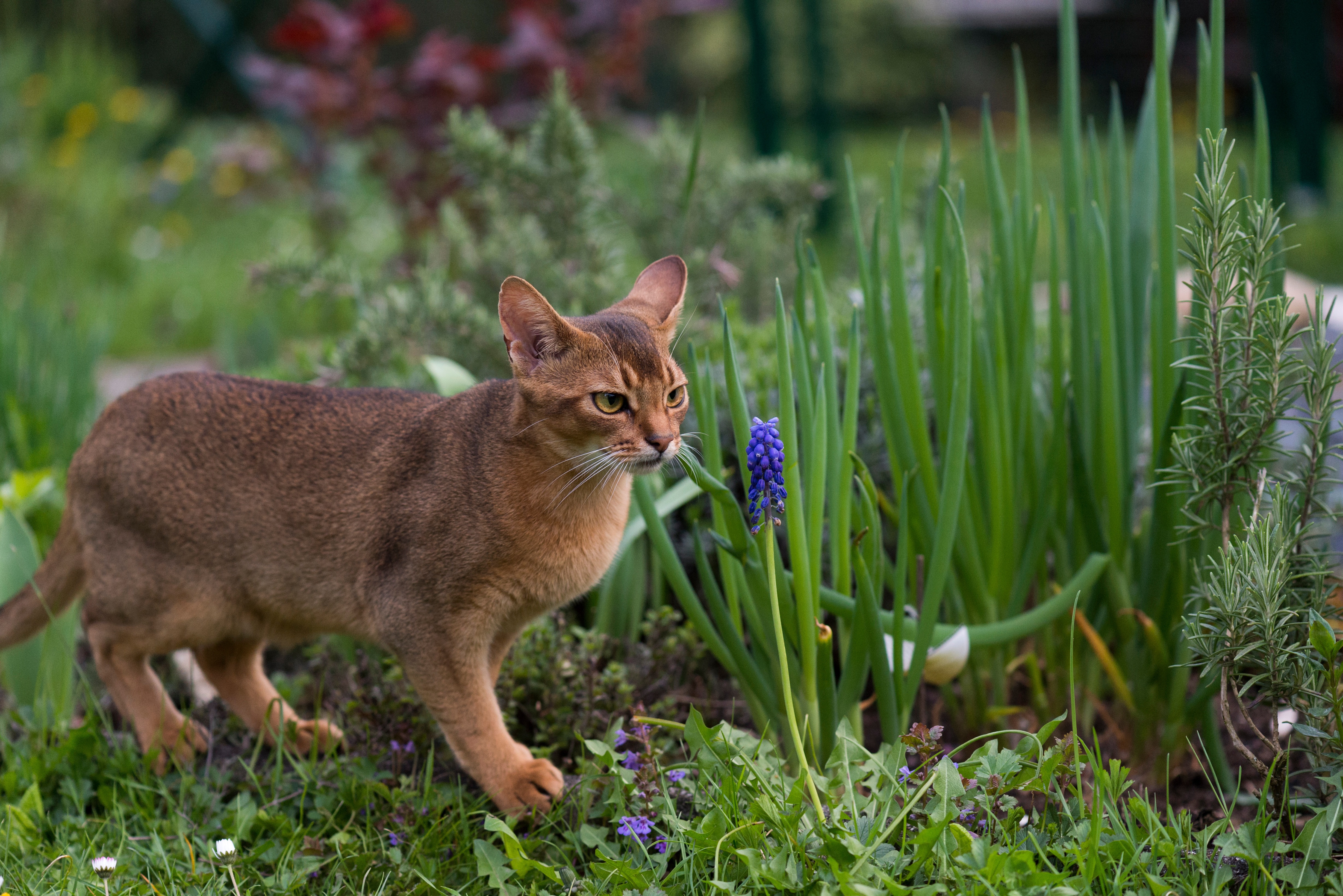 Die Abessinier ist eine aktive und neugierige Katze.