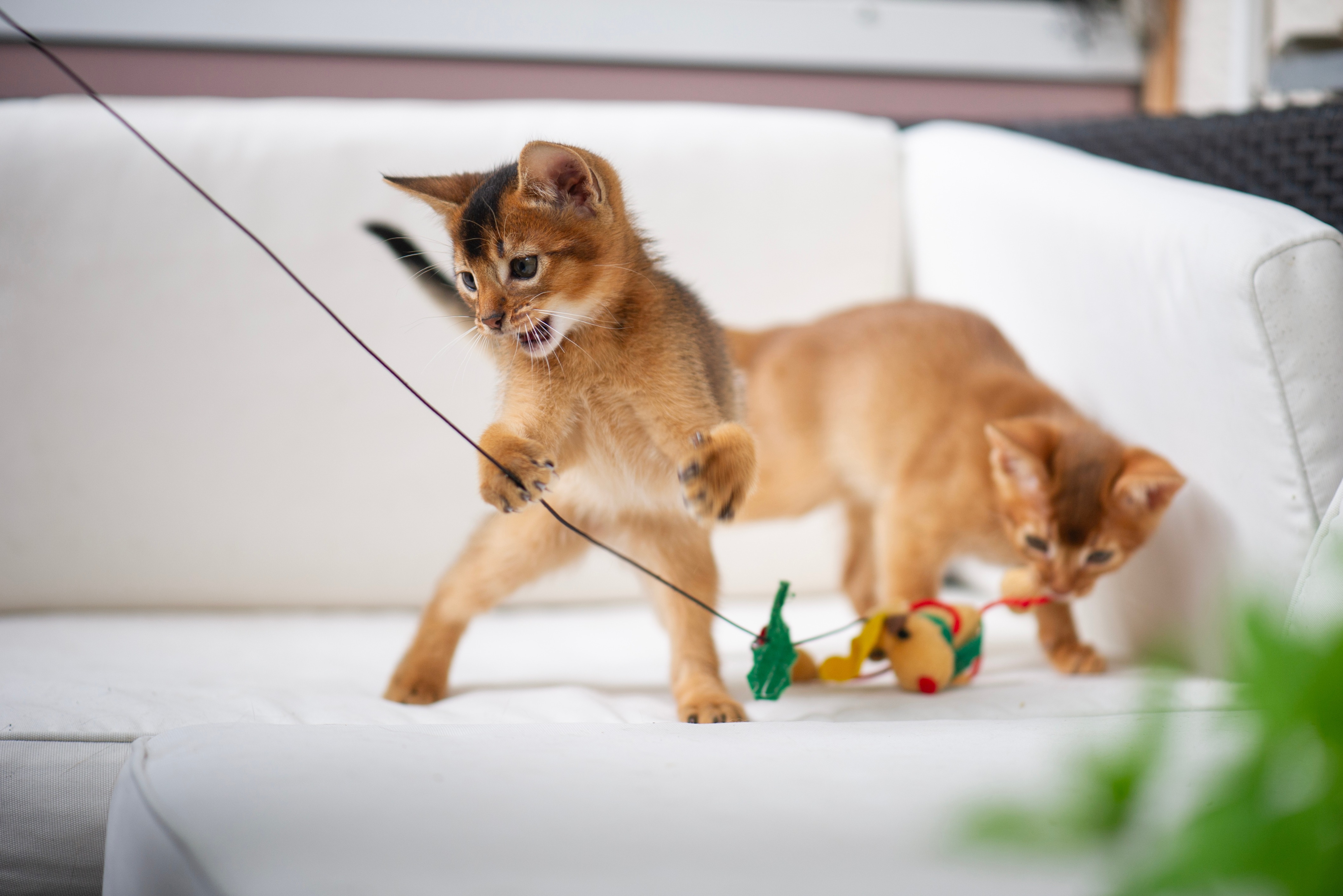 Zwei Abessinier Katzen beim spielen.