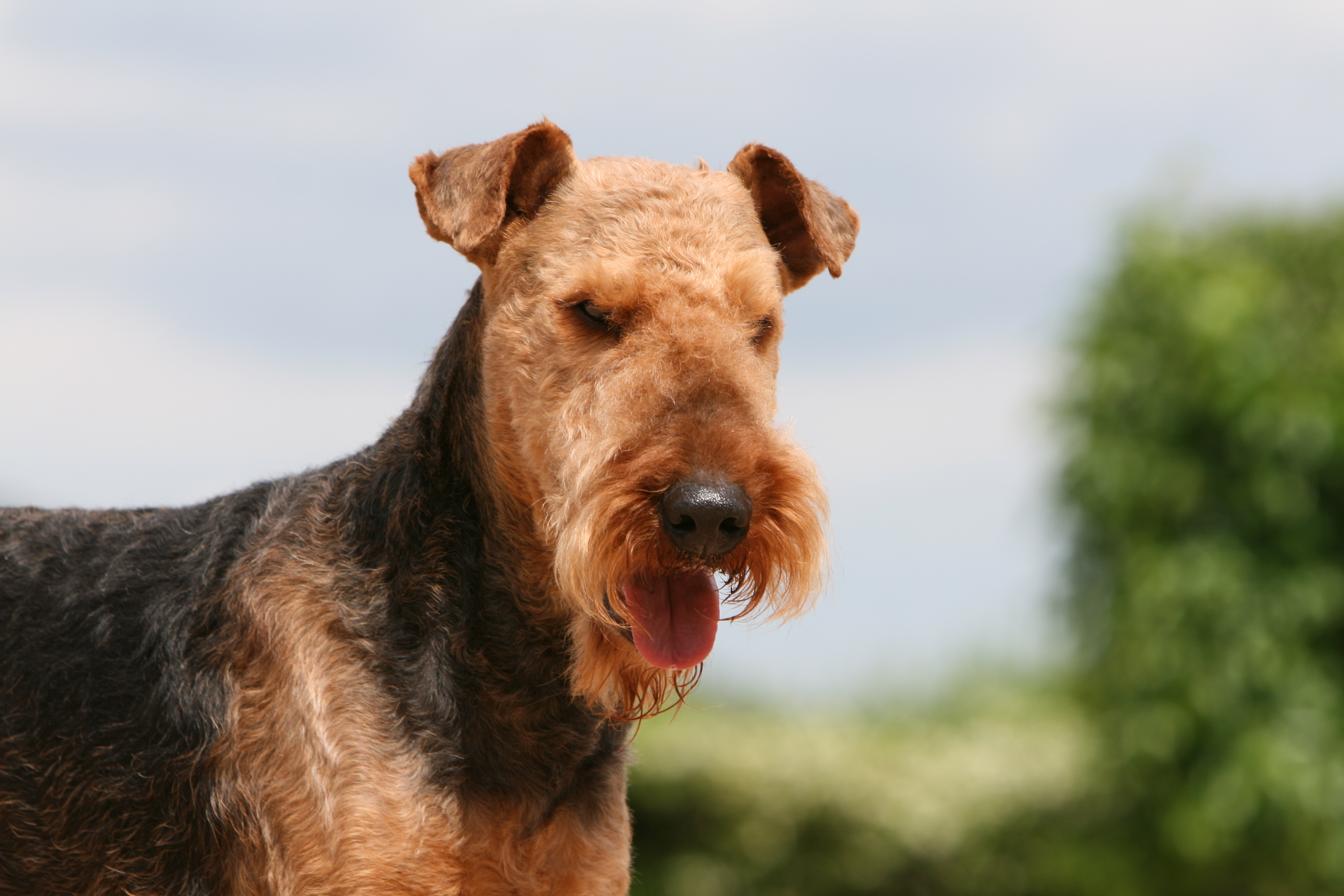 Airdale Terrier im Portrait