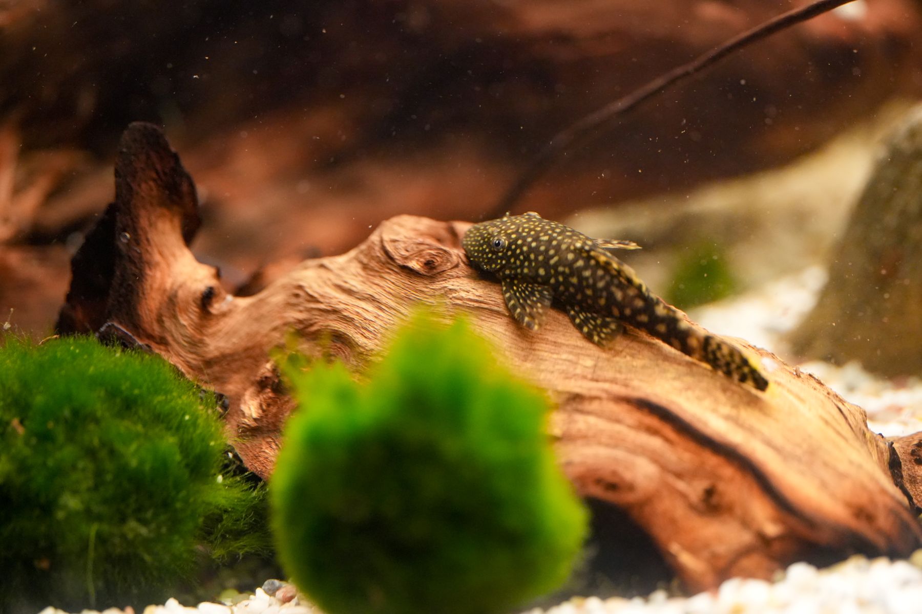 Ein Antennenwels auf einem Stück Holz in einem Aquarium