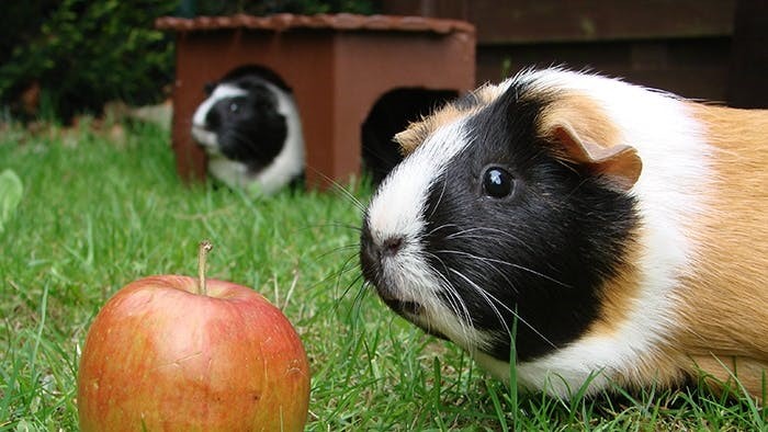 Beschäftigung für Meerschweinchen