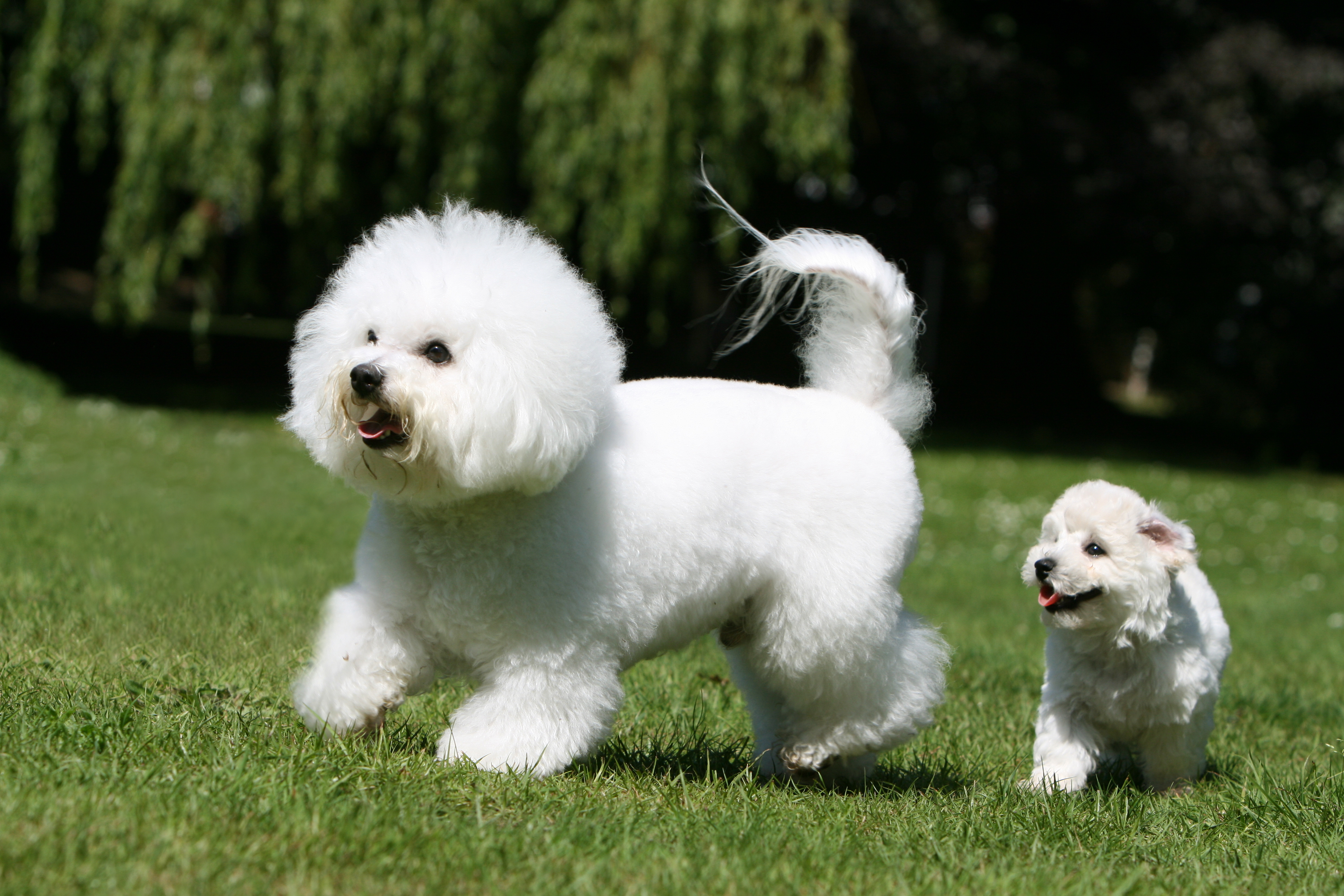 Bichon Frisé in Bewegung