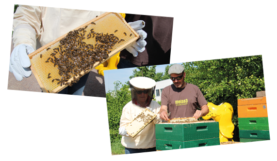 Bienenworkshop