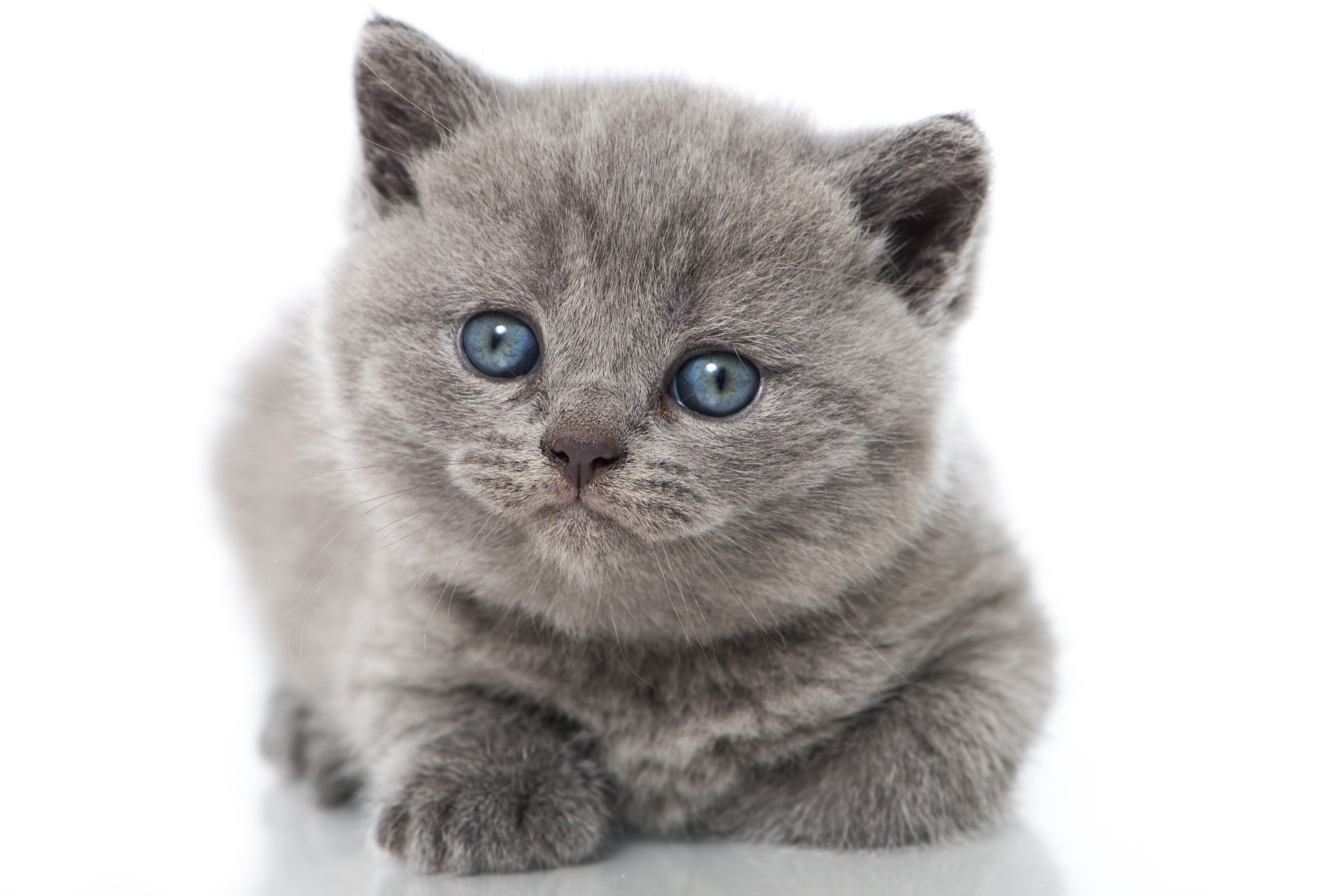 Ein Britisch-Kurzhaar-Kitten sitzt mit großen Augen da und schaut gespannt.