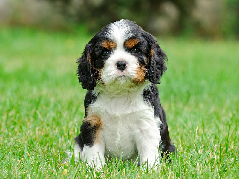 Cavalier King Charles Spaniel Welpe