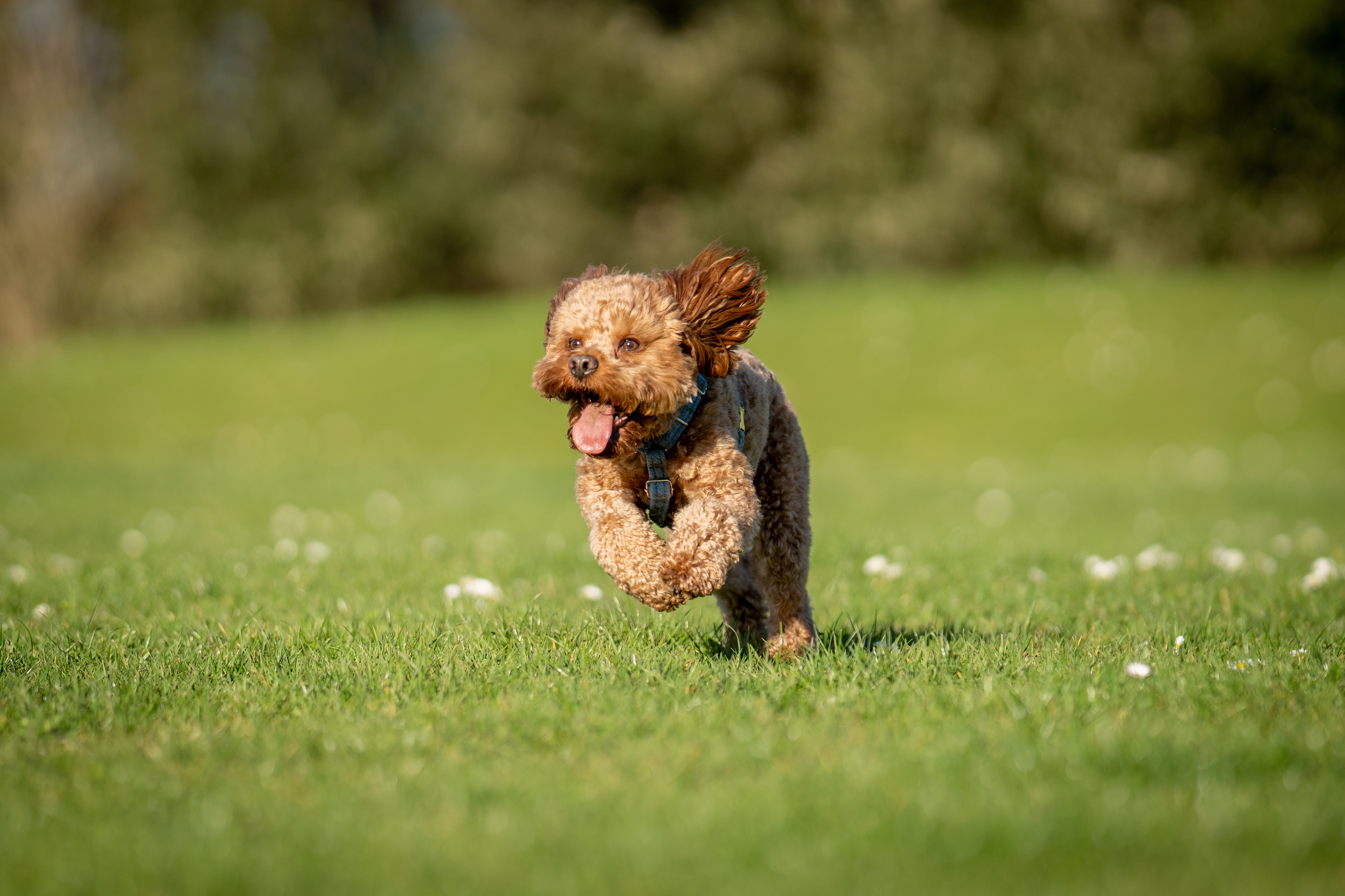 Cavapoo in Bewegung