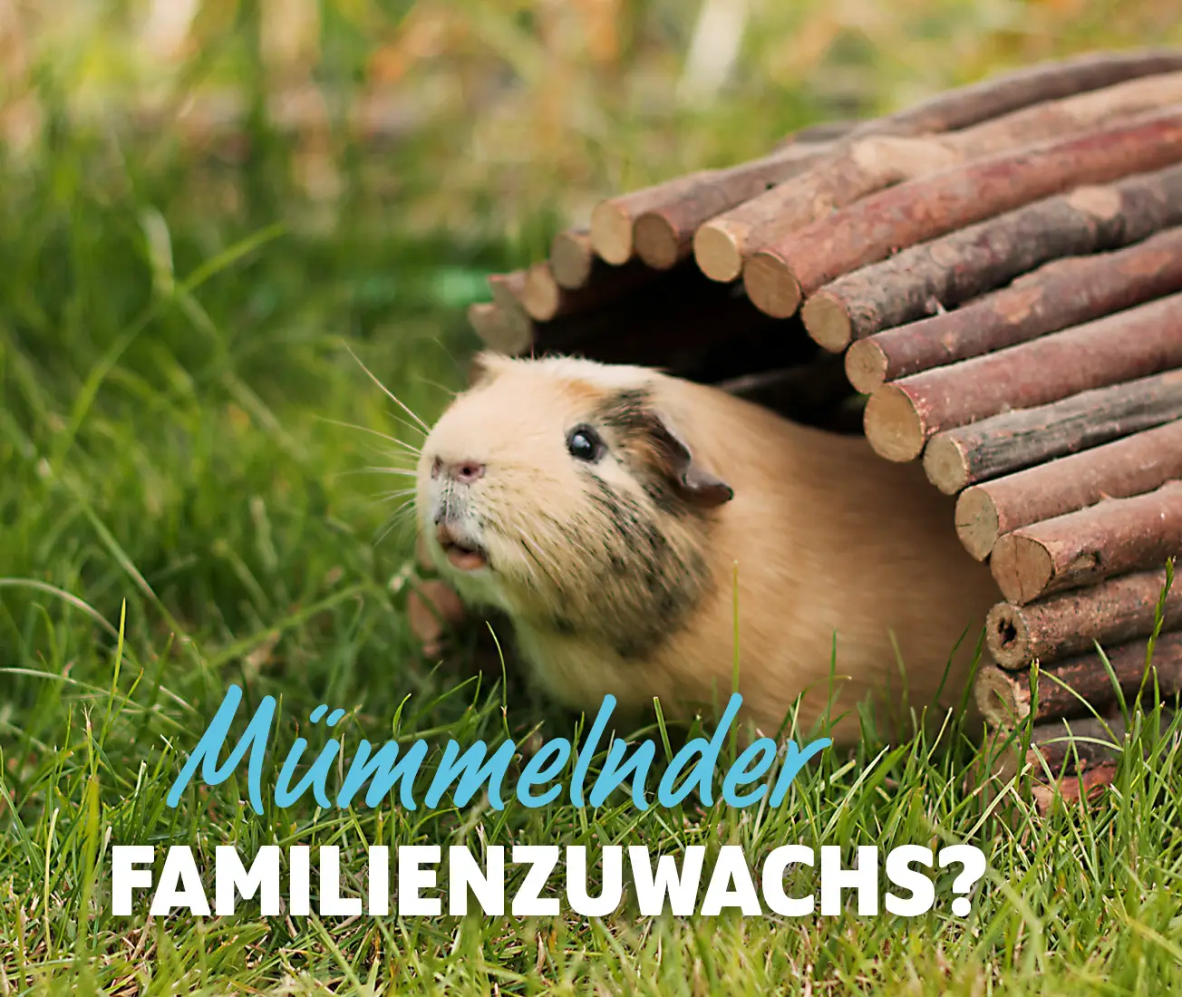 Erstausstattung Meerschweinchen