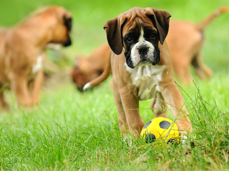 Deutscher Boxer Welpe