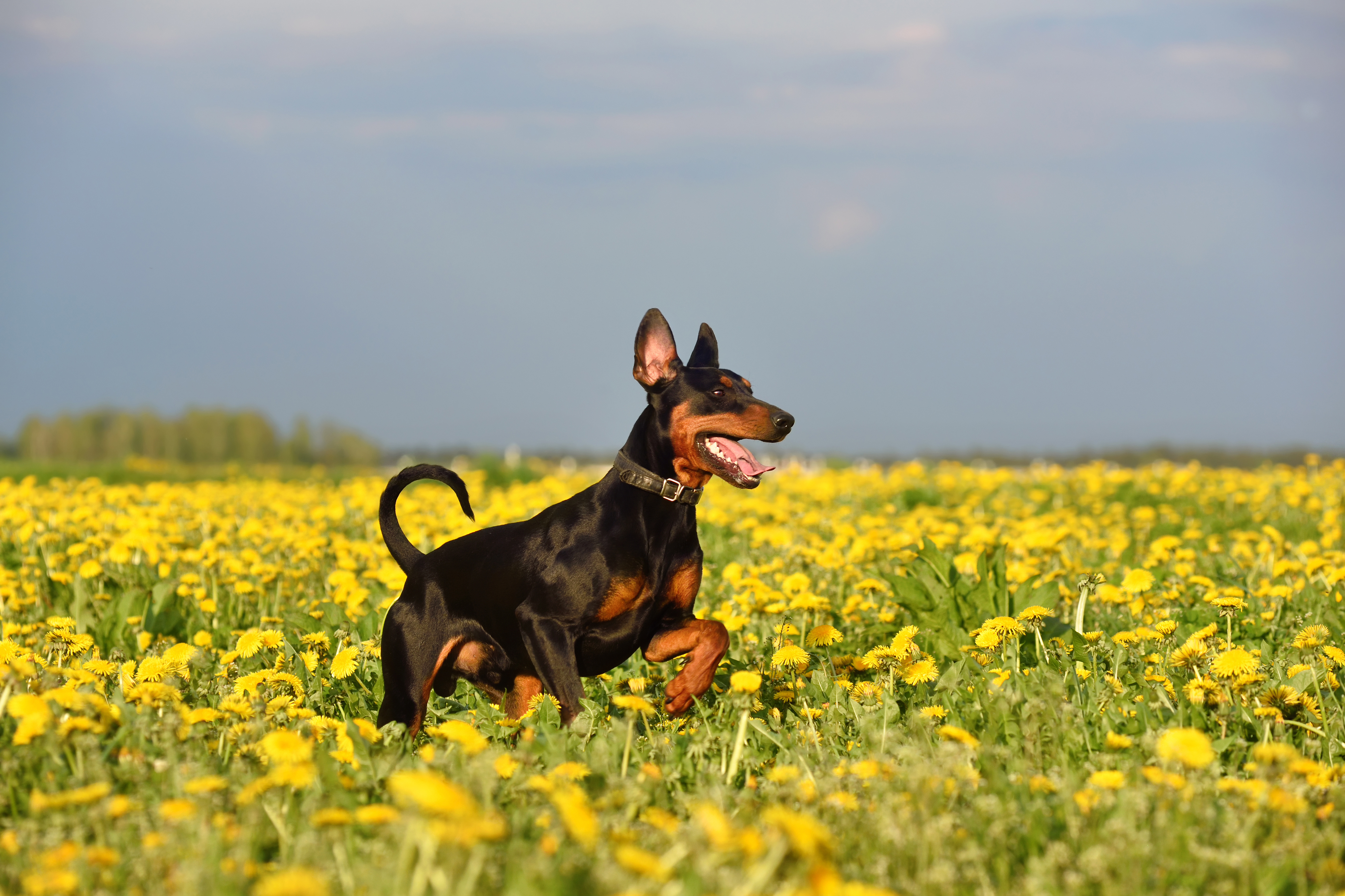 Deutscher Pinscher Bewegung