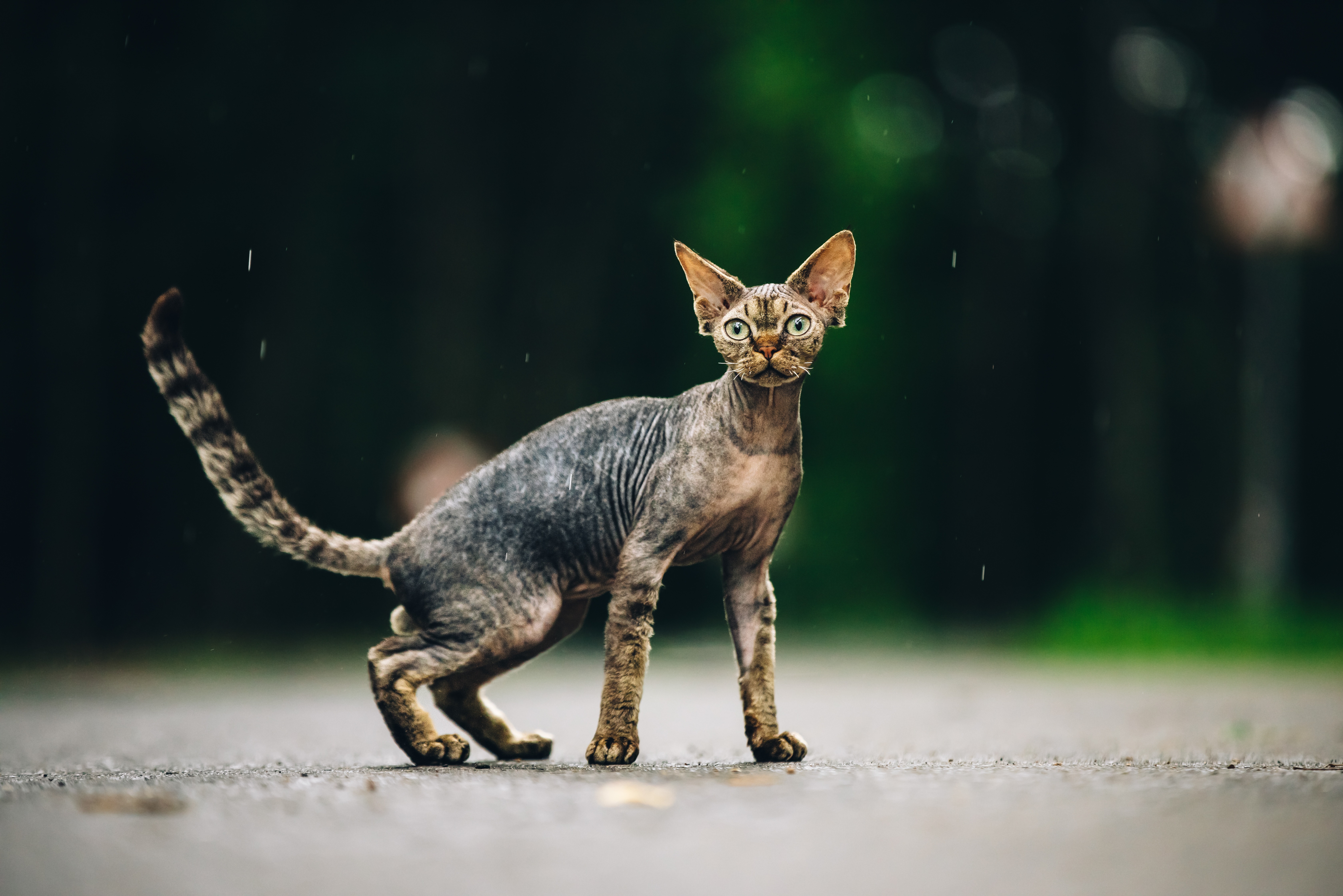 Devon Rex