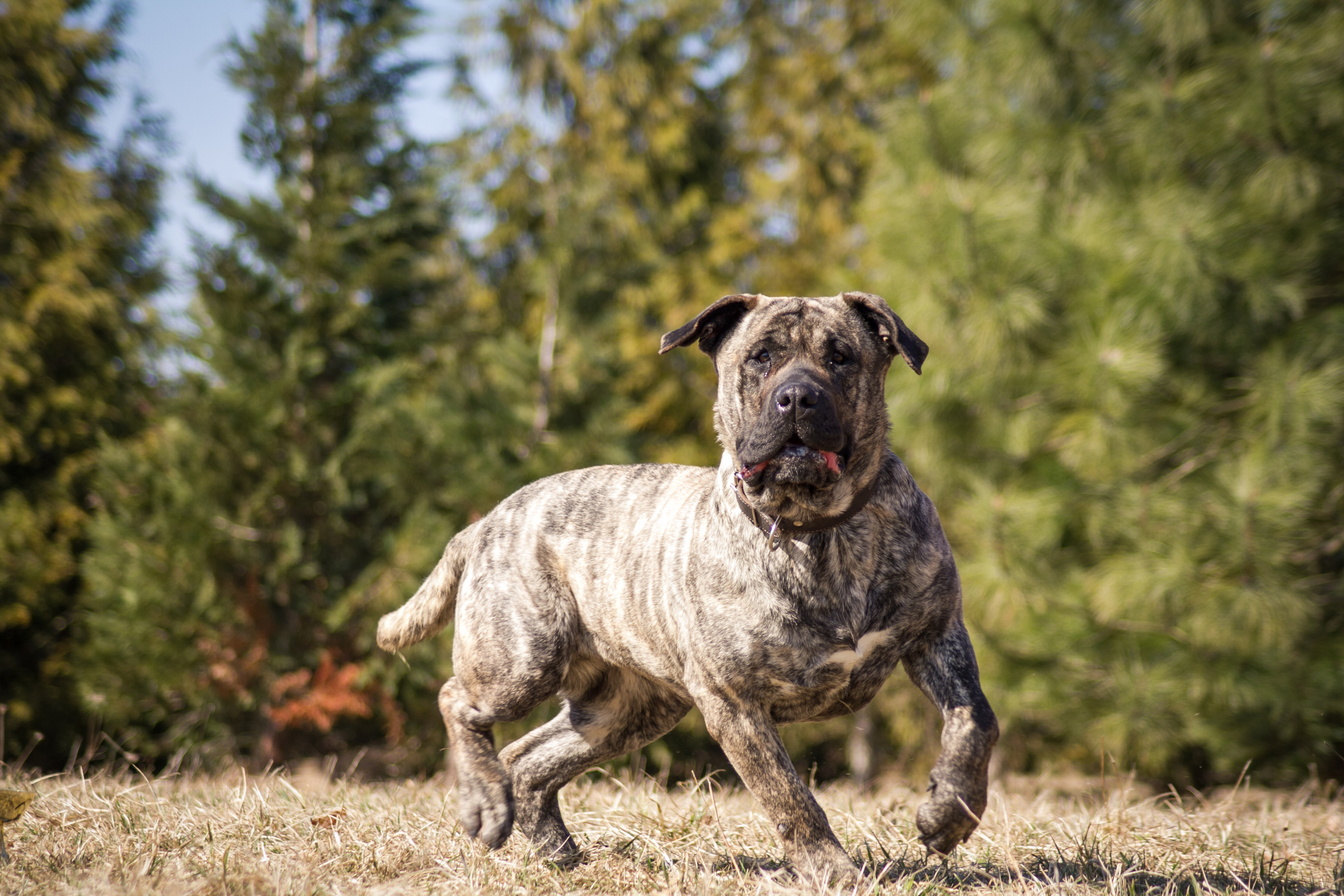 Dogo Canario in Bewegung