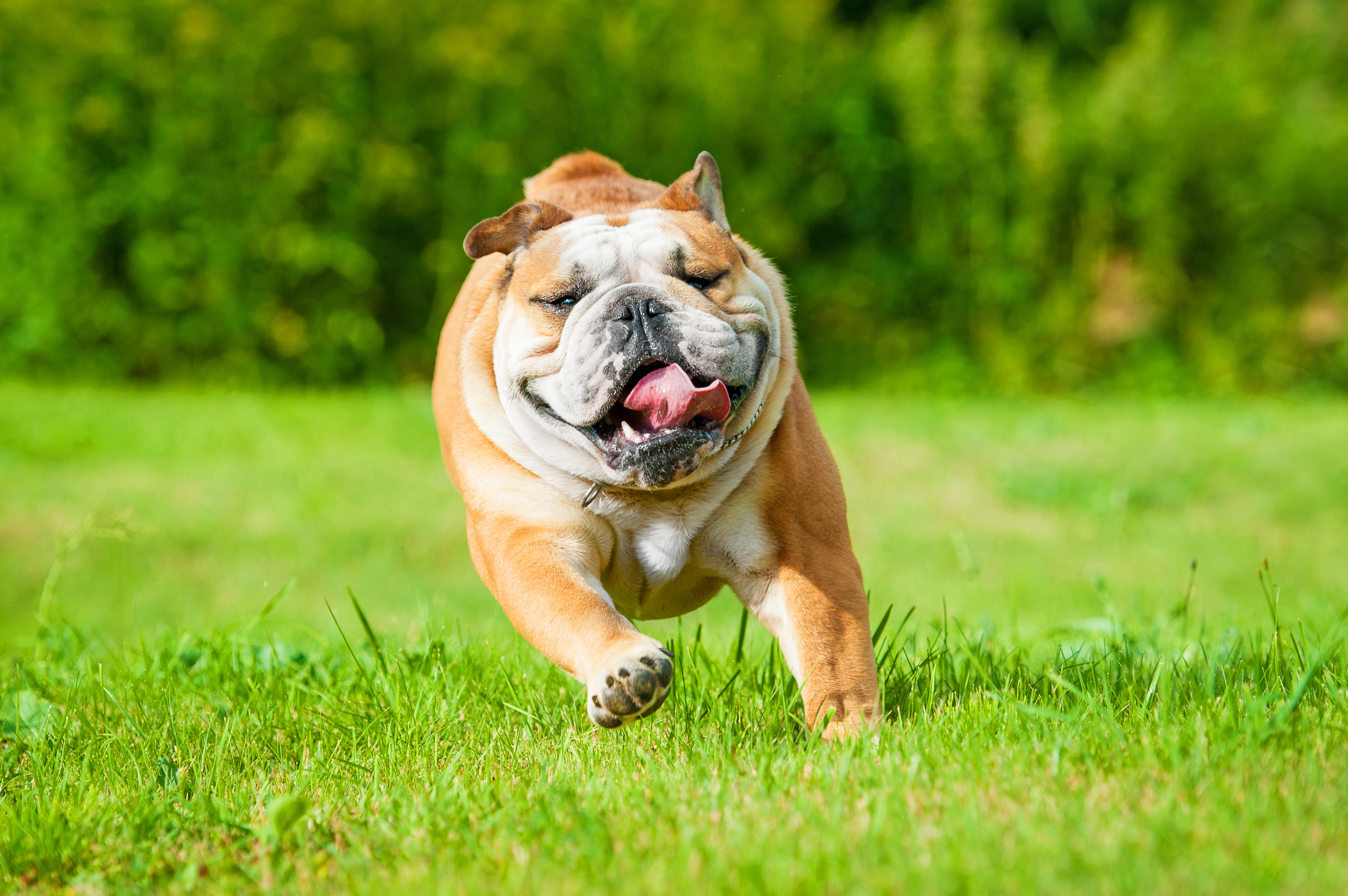 Englische_Bulldogge_in_Bewegung.