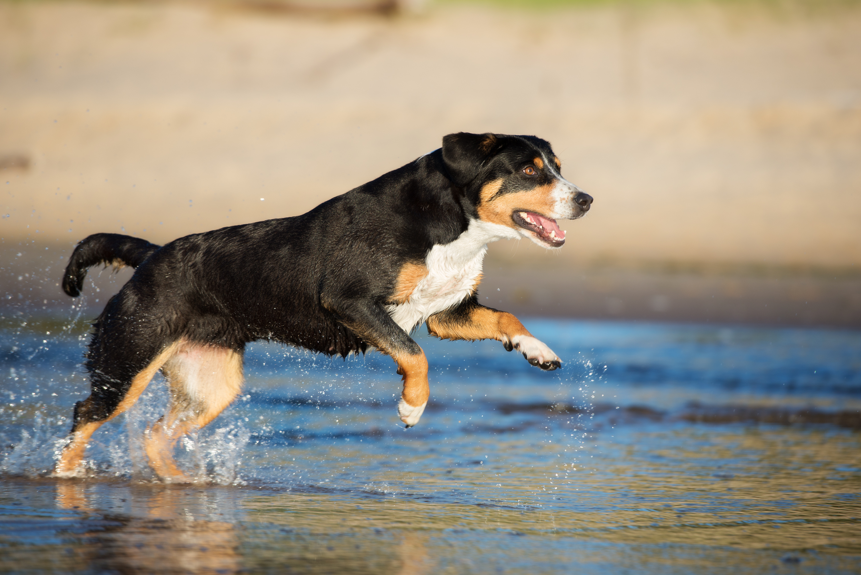 Entlebucher Sennenhund Bewegung