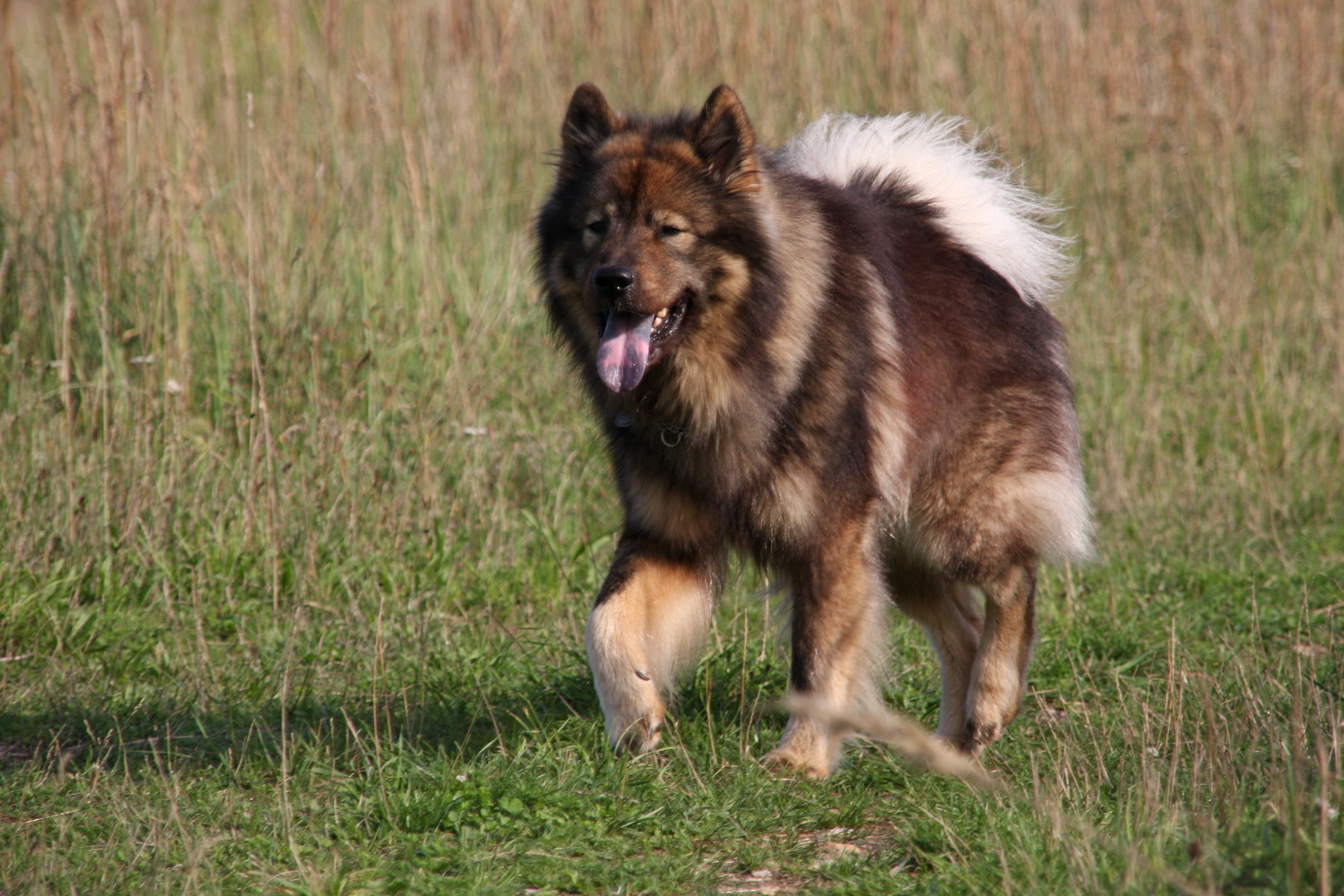 Eurasier in Bewegung