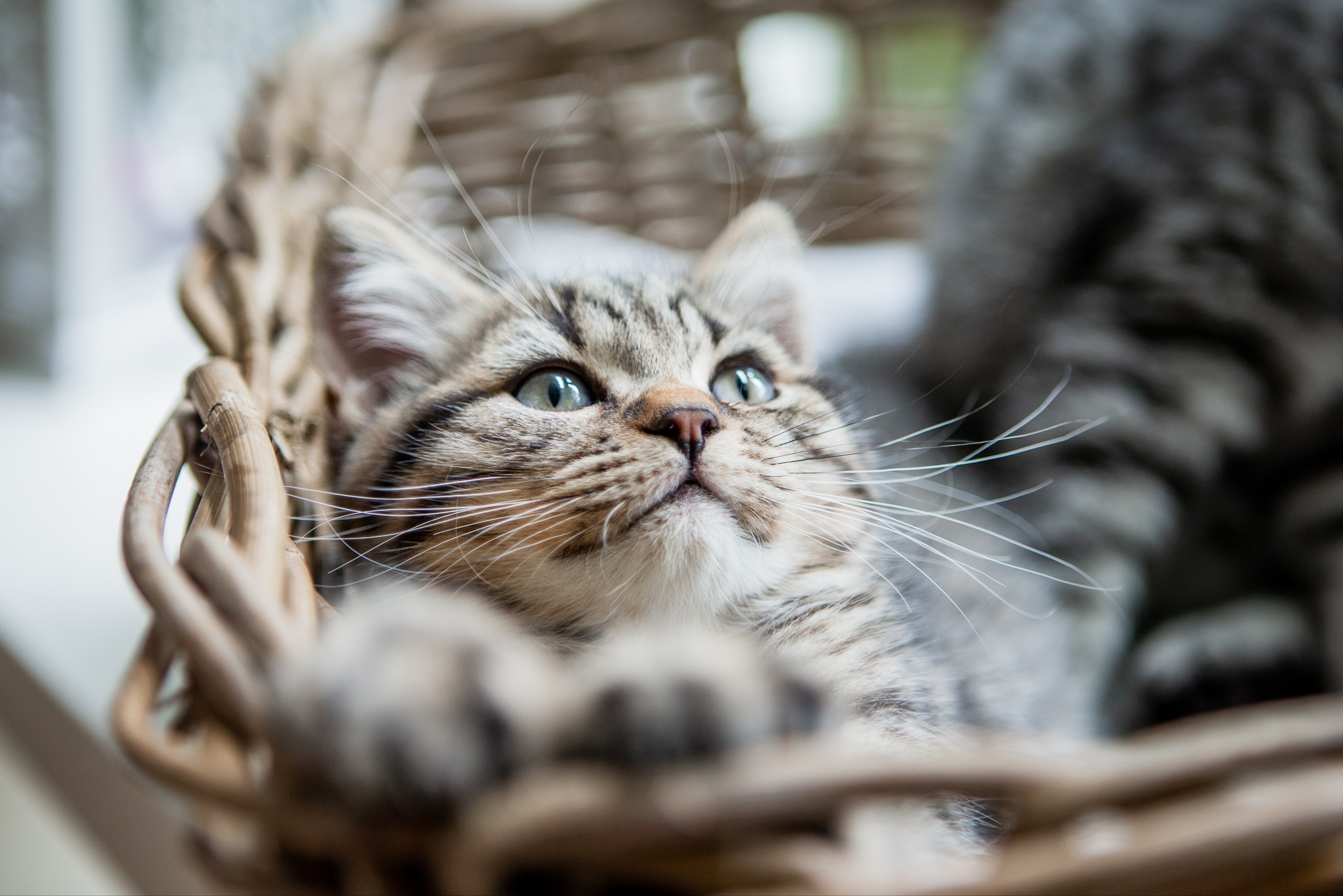 Eine Europäisch Kurzhaar Katze liegt entspannt in ihrem Korb und schaut neugierig nach oben.