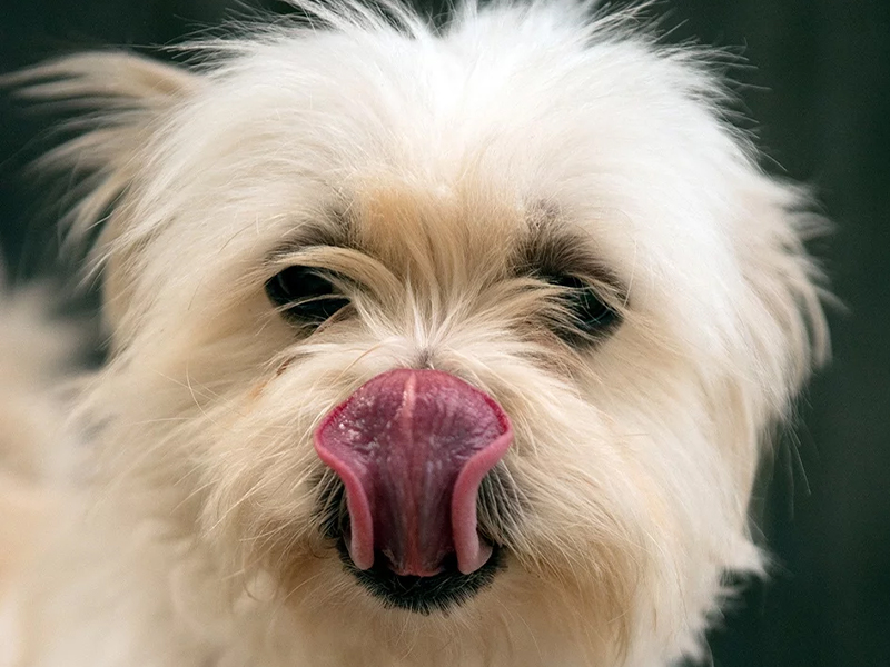 Hund leckt sich das Maul ab