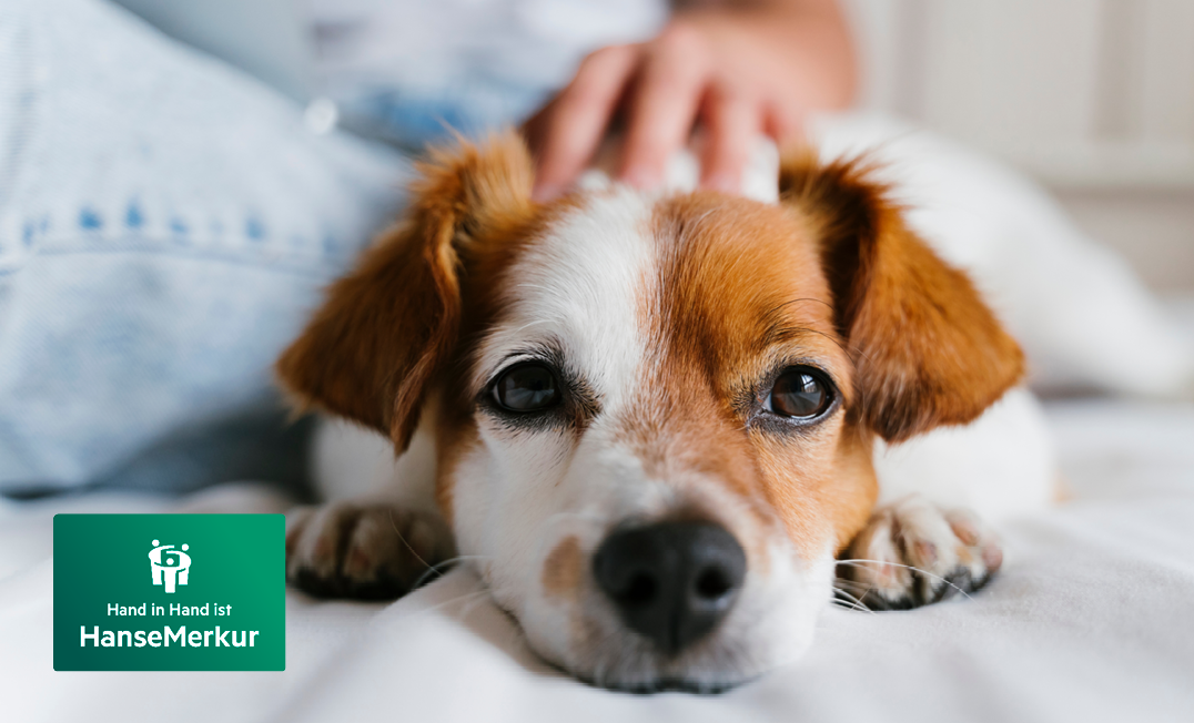 Hunde-Haftpflichtversicherung der HanseMerkur