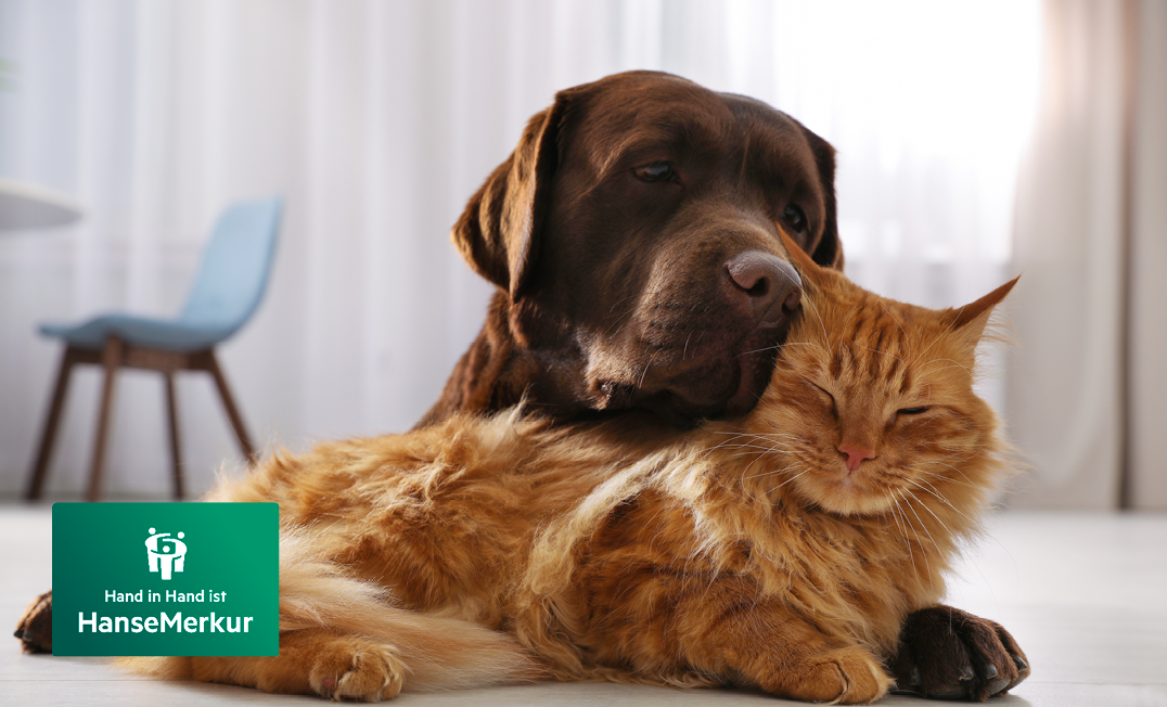 Tier-OP-Versicherung der HanseMerkur für Hunde und Katzen
