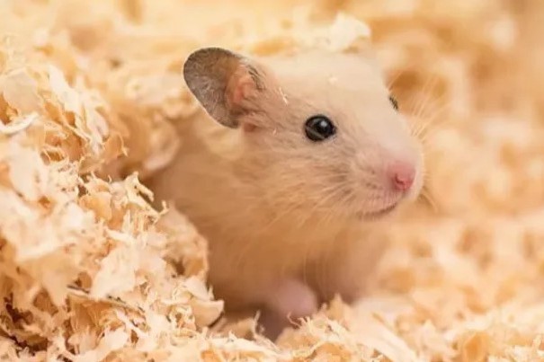 Erstausstattung für Hamster Streu