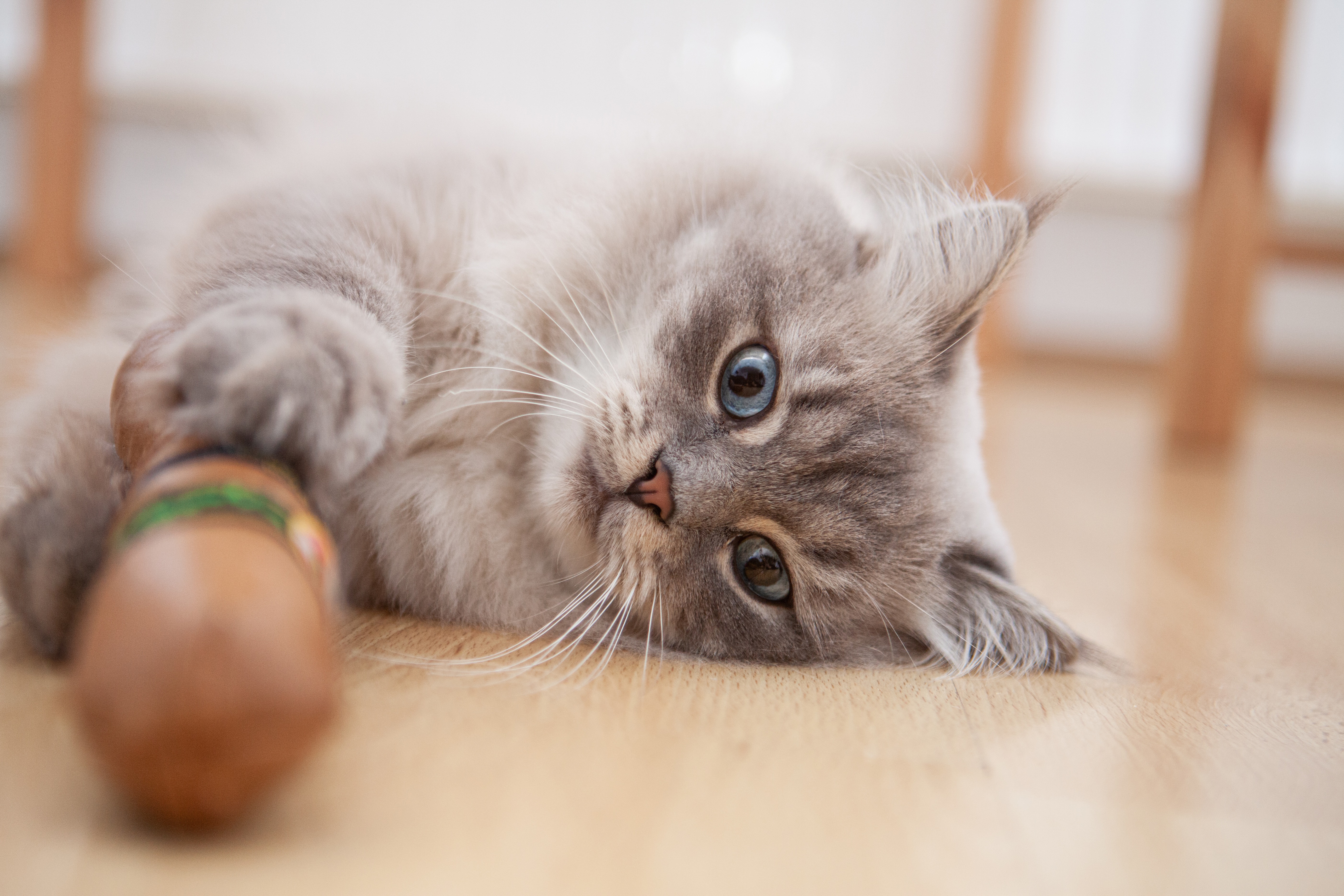 Eine Heilige Birma Katze liegt entspannt und spielt vergnügt mit einem Spielzeug.