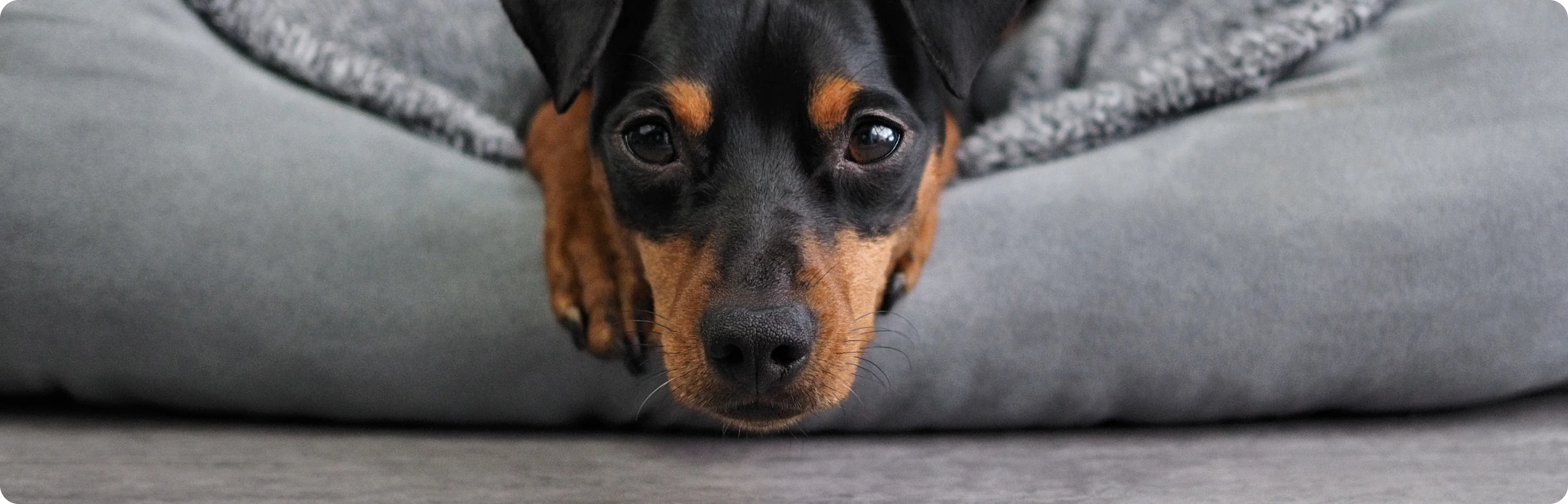 Ratgeber Hundebedarf und Zubehör