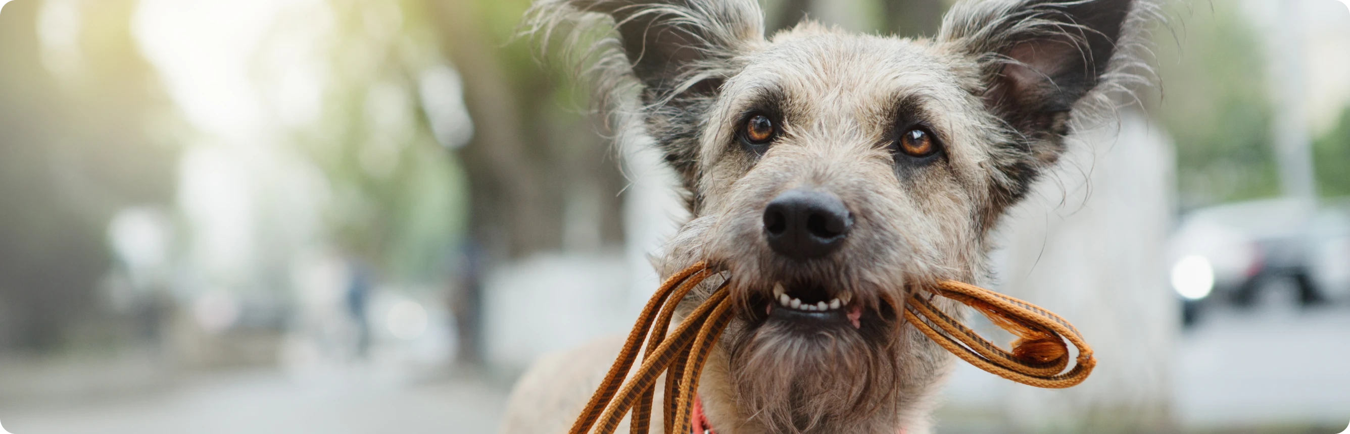 Ratgeber Hundehaltung Wissenswertes