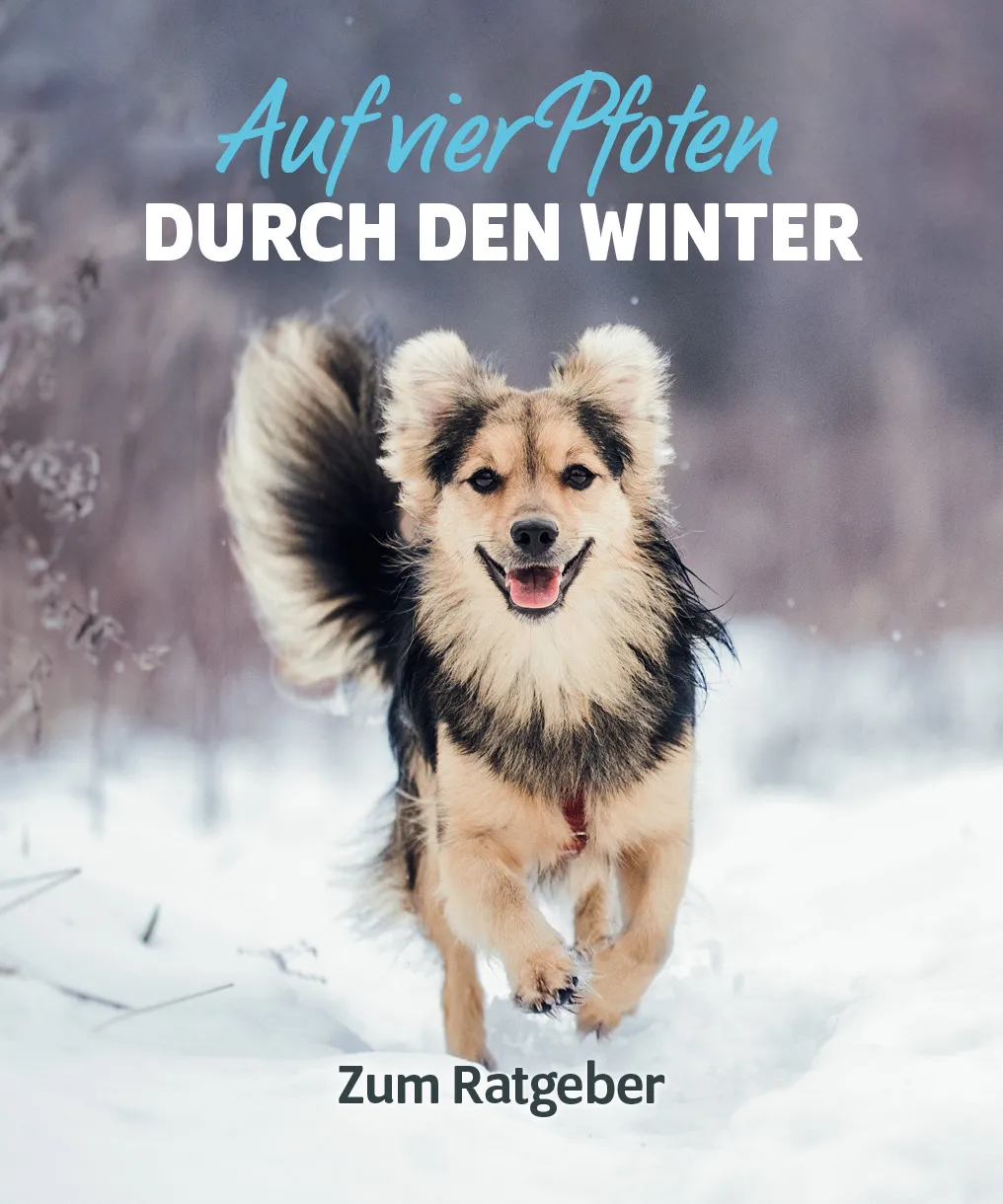 Hund im Winter