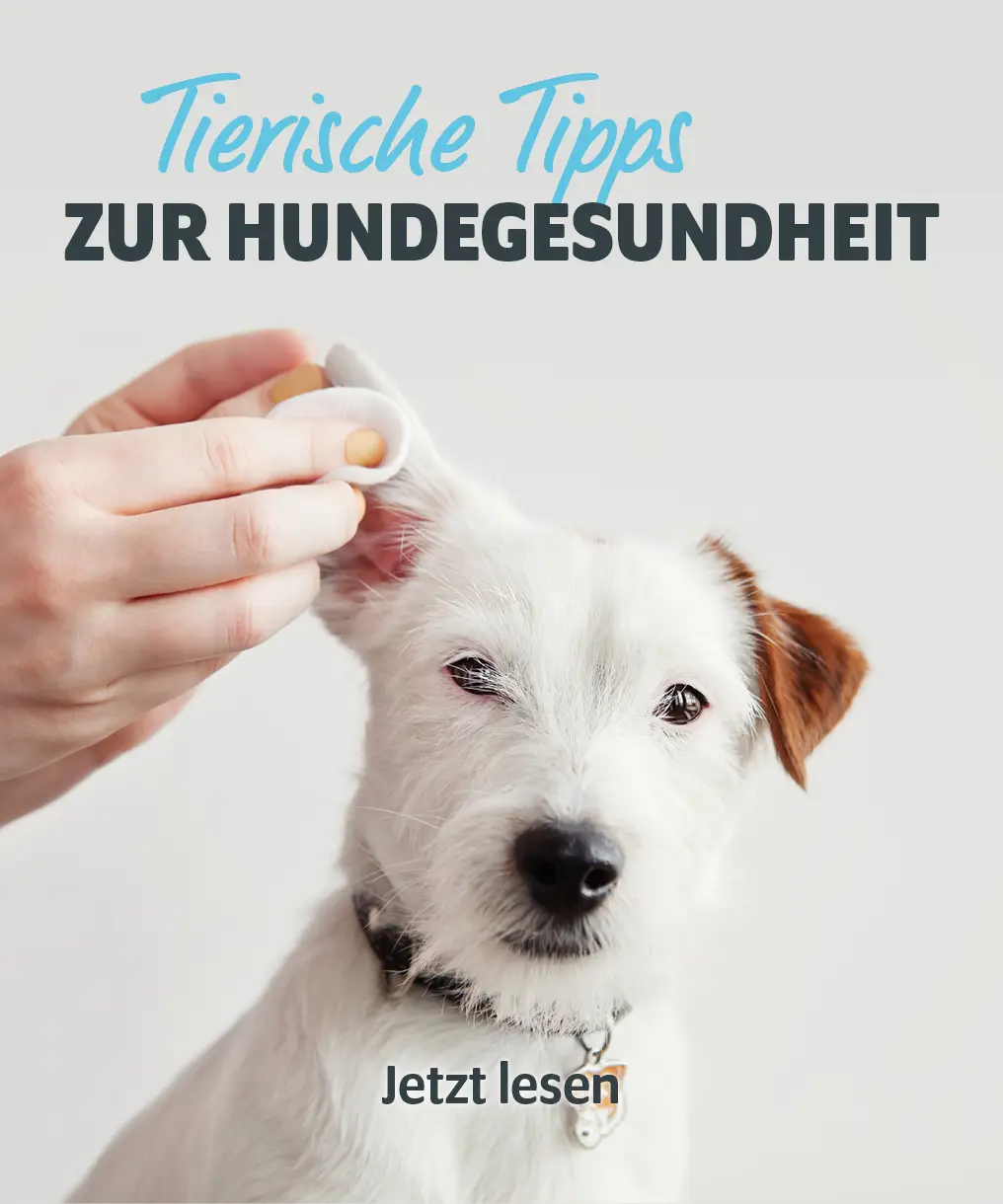 Hundegesundheit