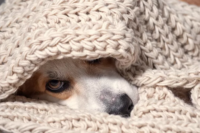 Kranker Hund liegt unter Decke