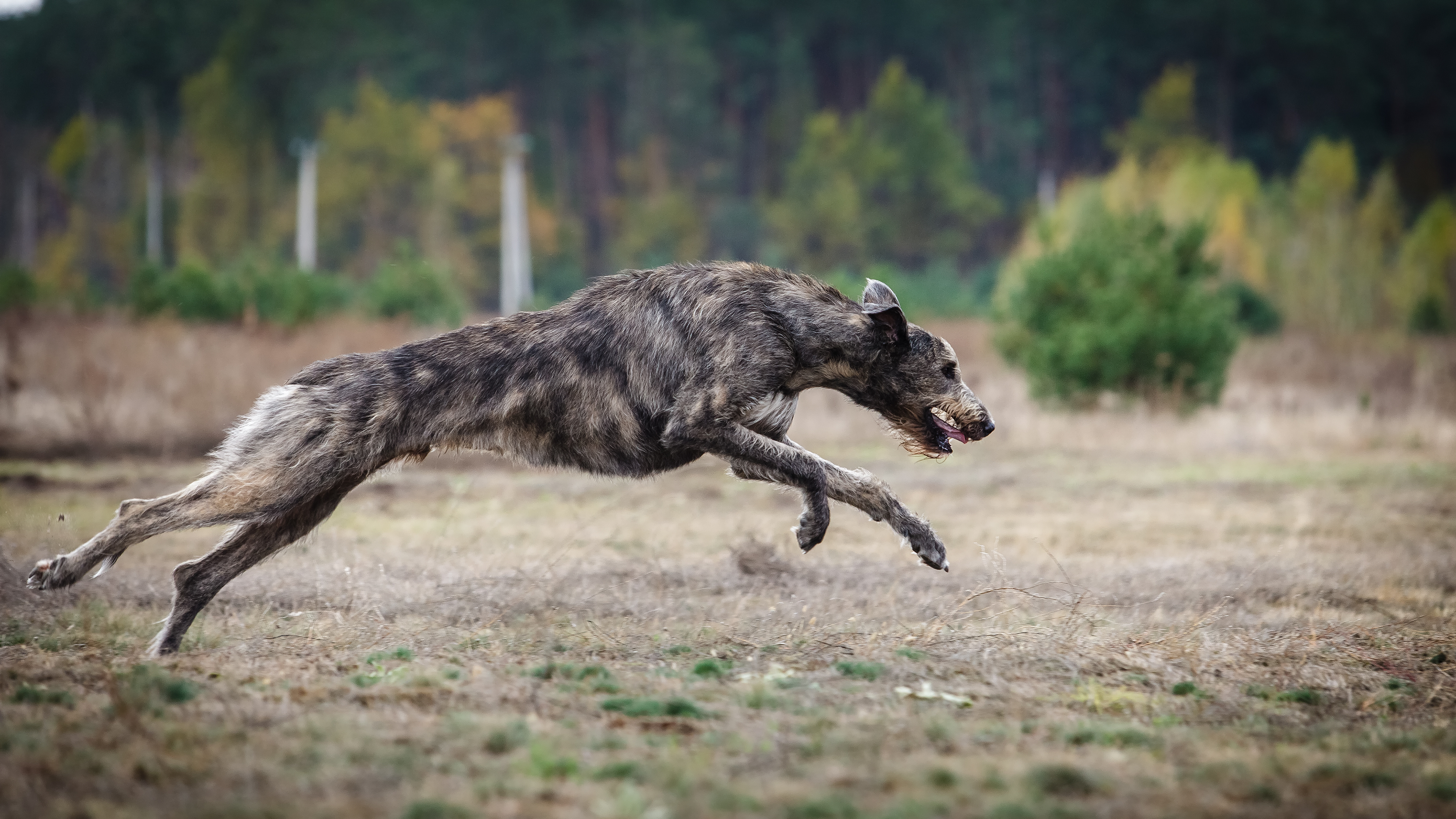 Irischer Wolfshund Bewegung