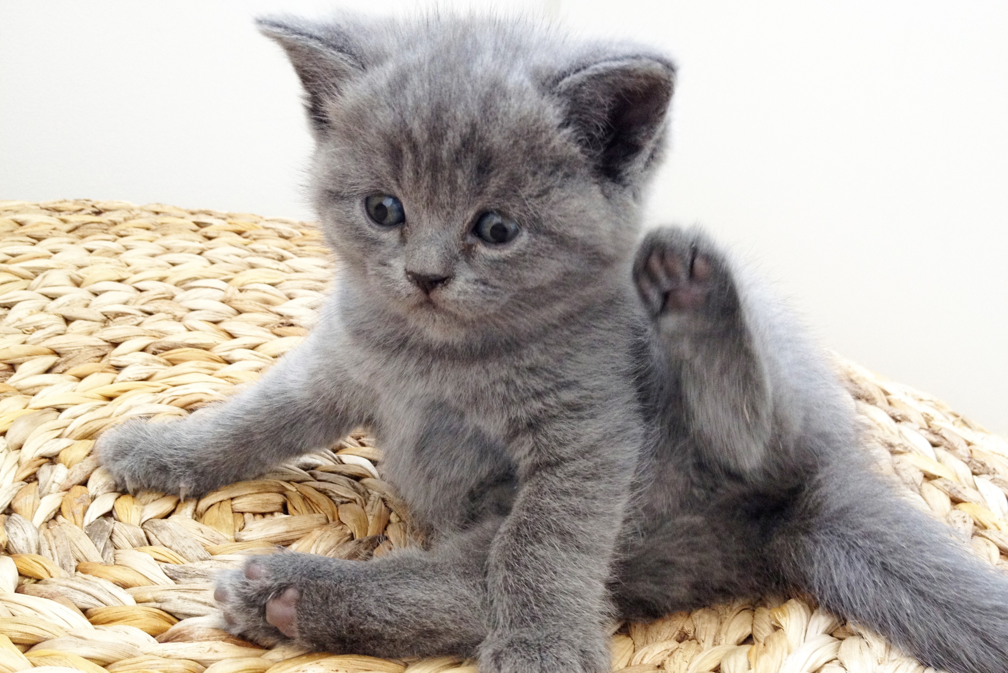 Ein Kartäuser Kitten sitzt da und kratzt sich am Ohr.