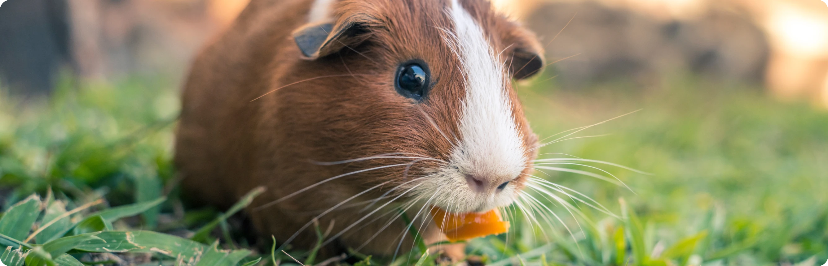 Kleintier Meerschweinchen Ratgeber